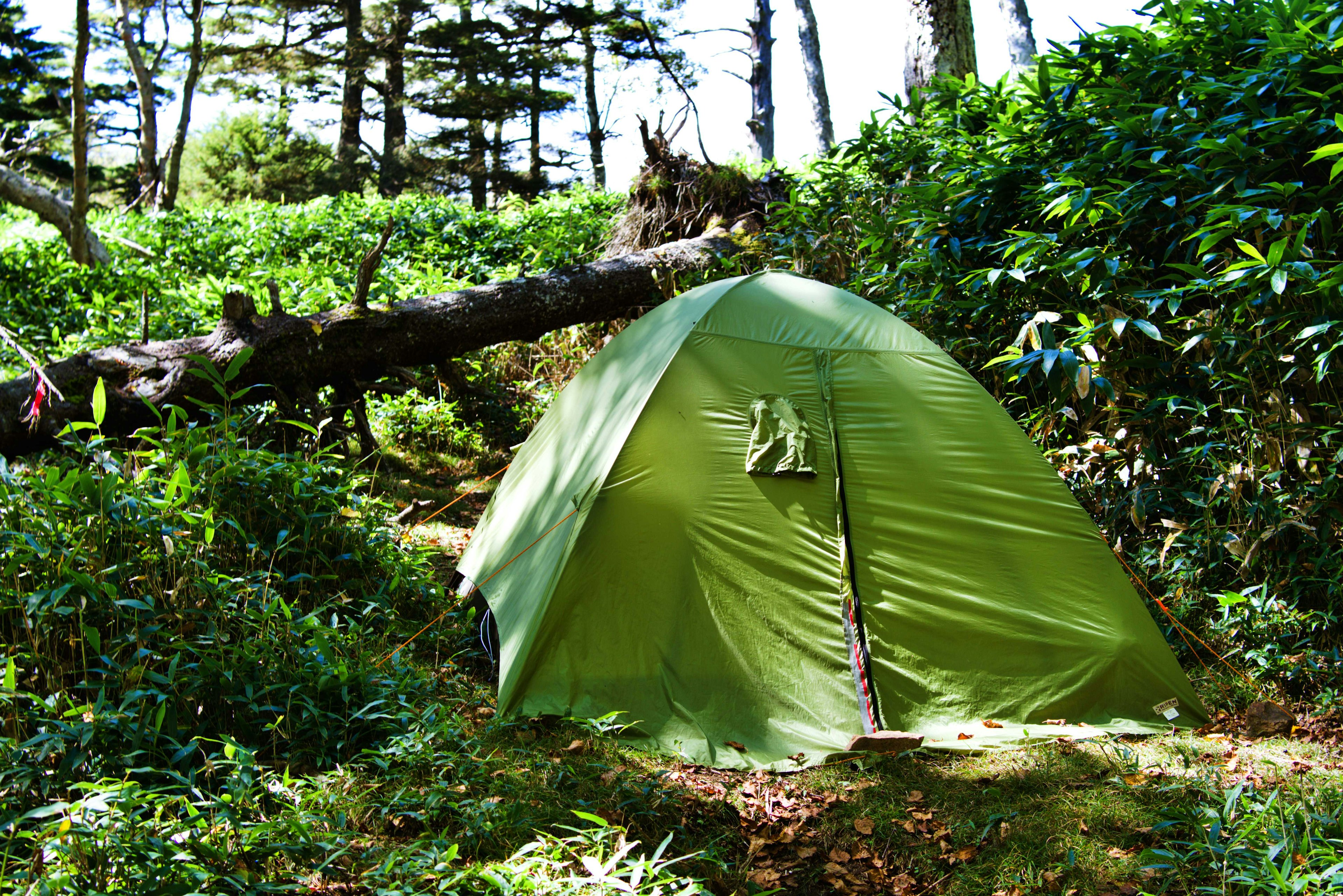 Green tent set up in a forest with lush vegetation