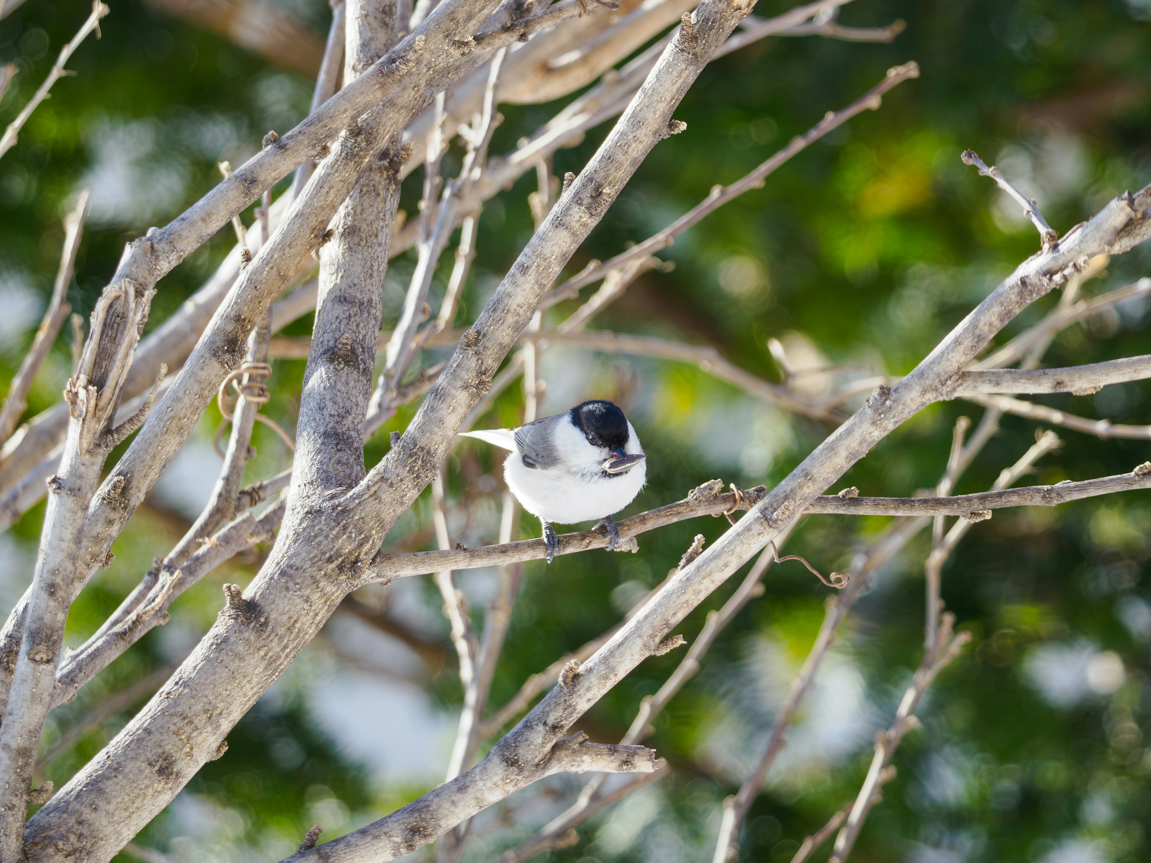 A small black and white bird perched on a branch