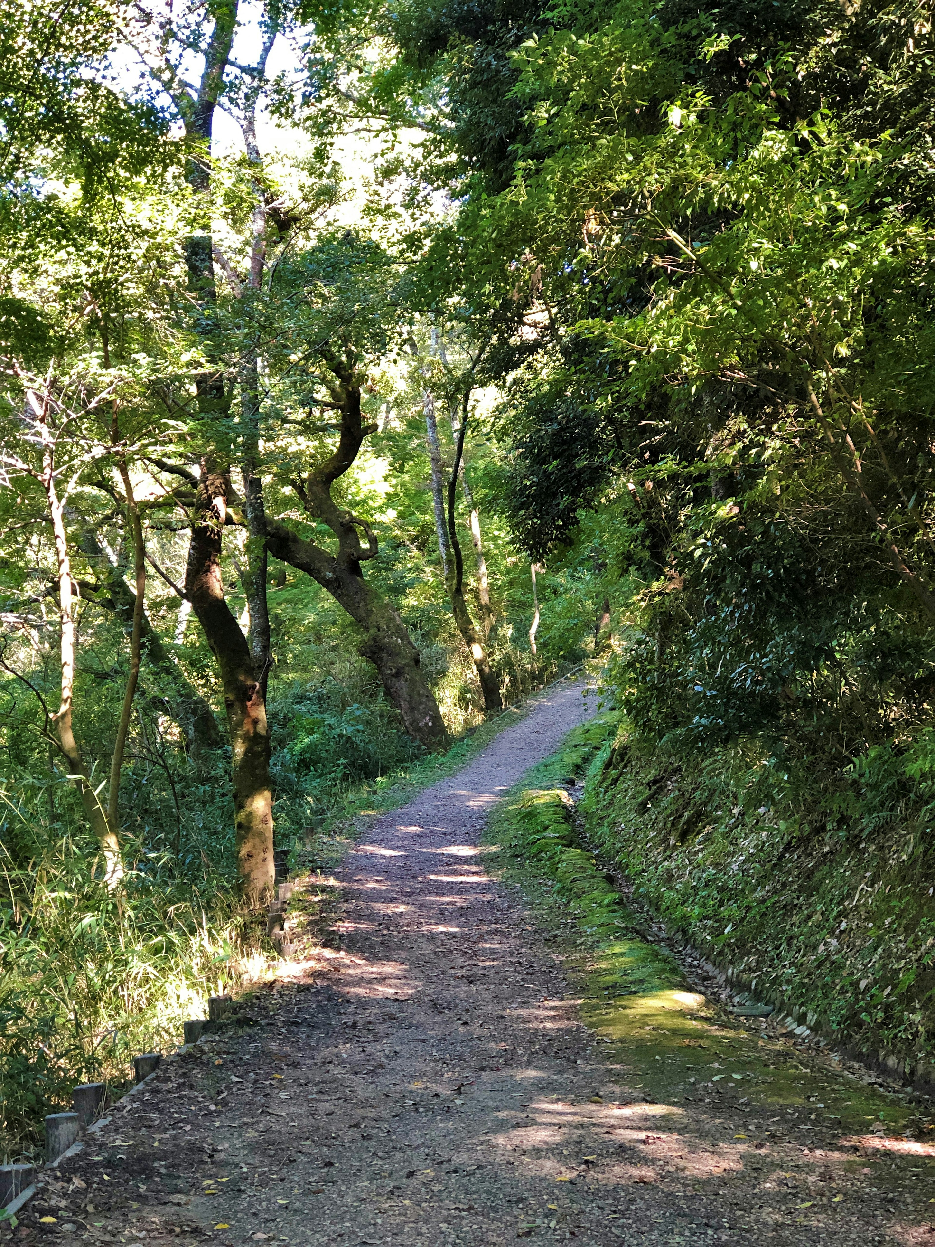 A scenic path surrounded by lush greenery