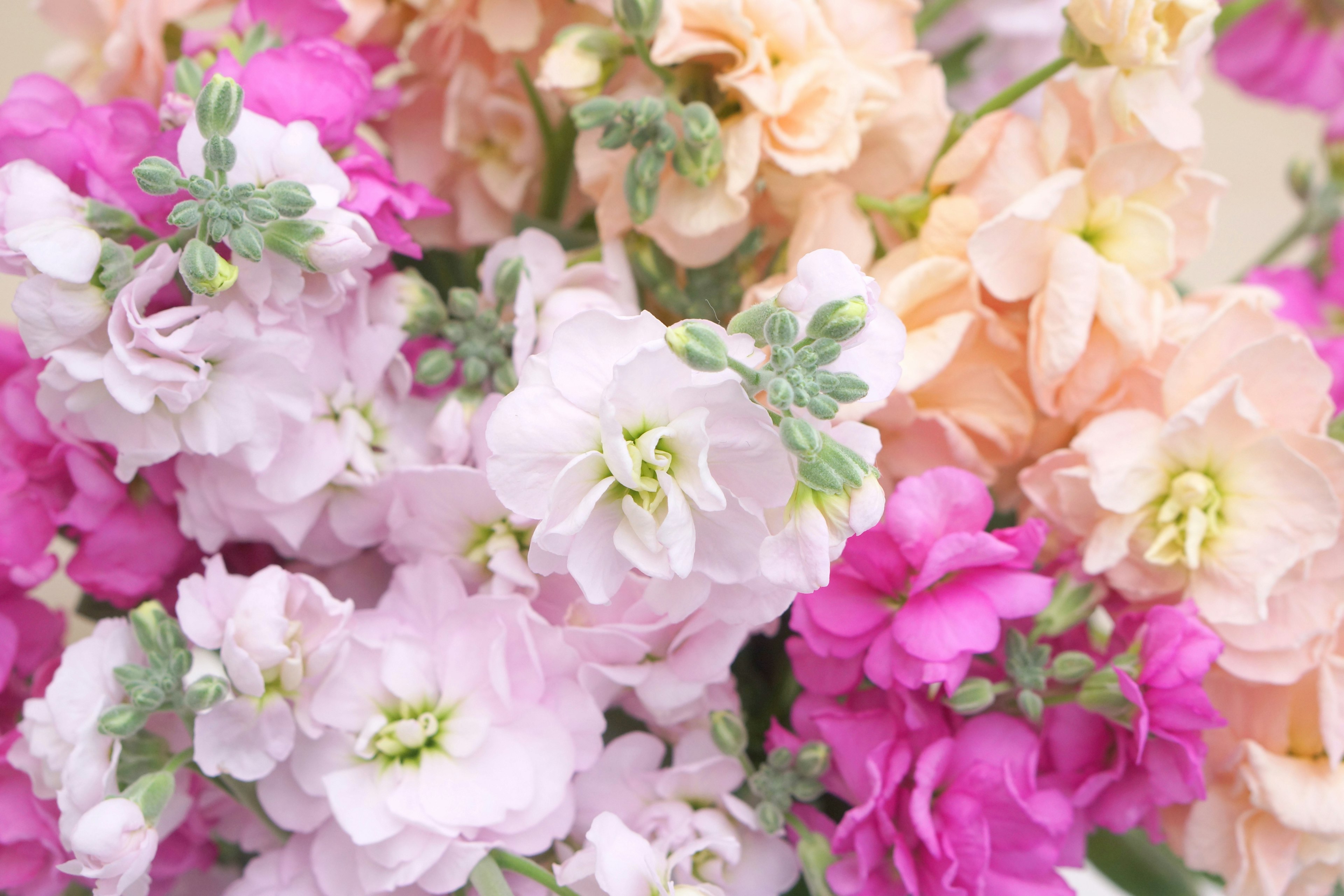 Un beau bouquet de fleurs colorées