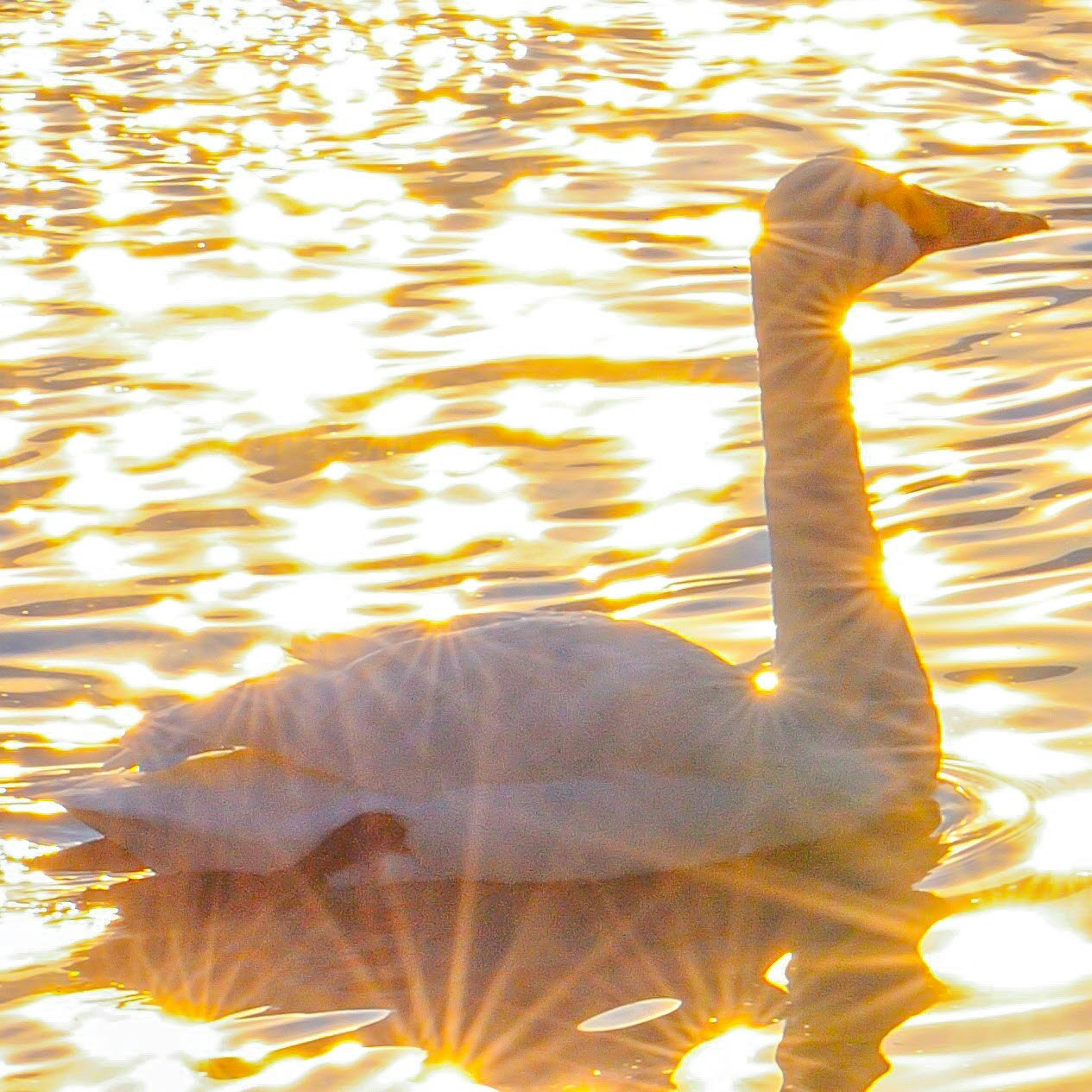 Un bellissimo cigno che nuota sull'acqua con uno sfondo di tramonto