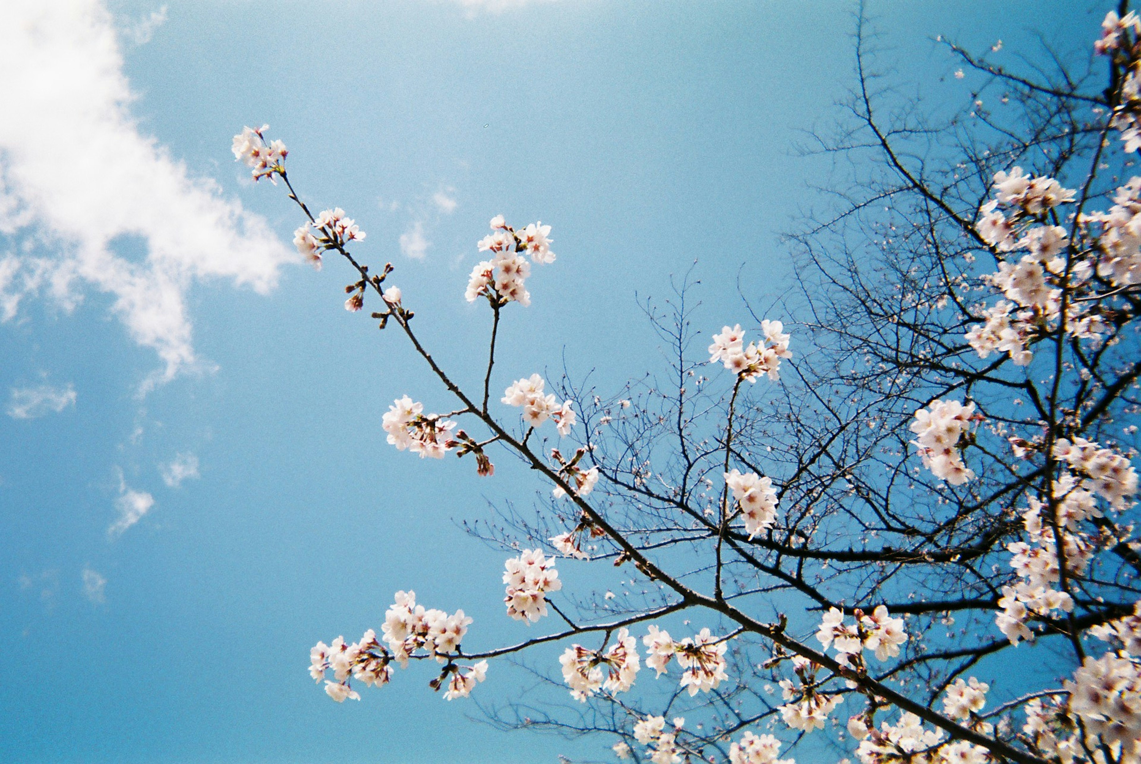 Ranting bunga sakura di bawah langit biru