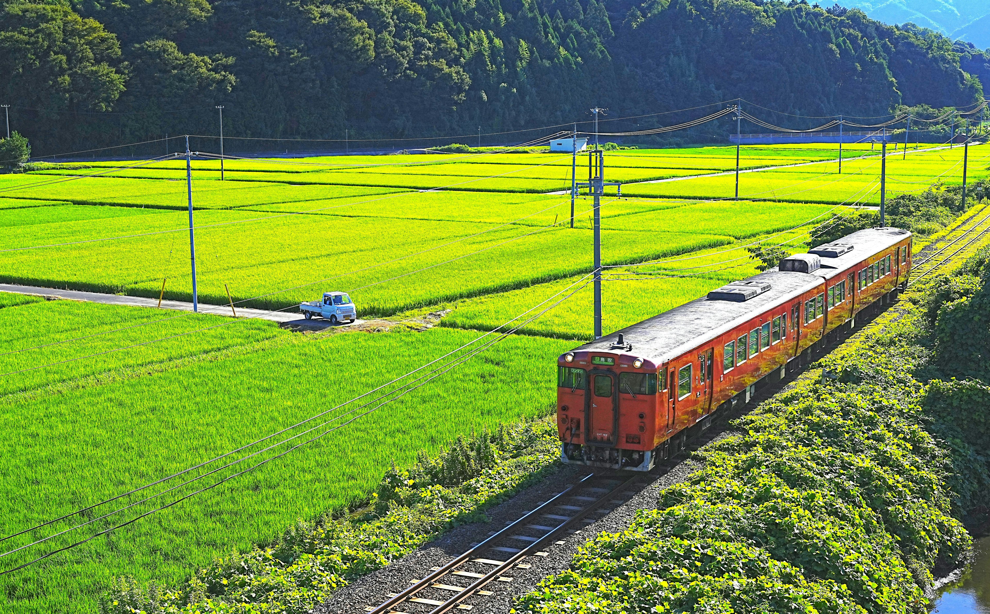 Treno arancione che corre attraverso campi di riso verdi