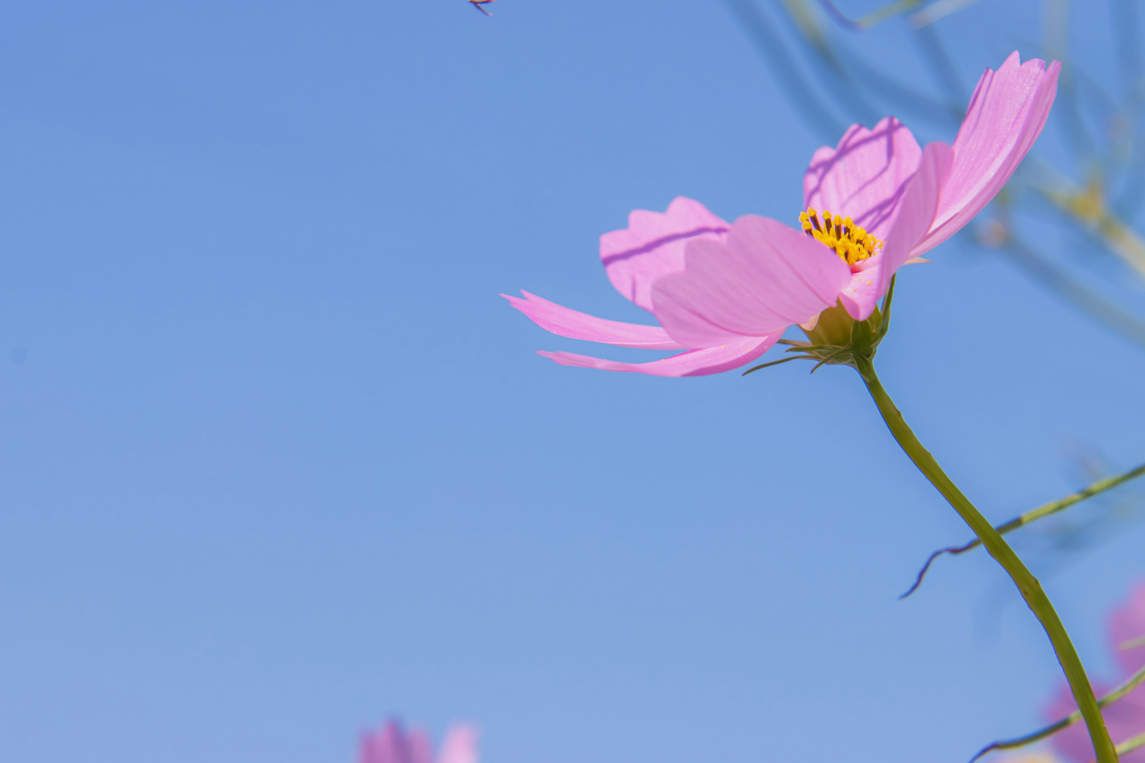 Close-up bunga pink dengan latar belakang langit biru