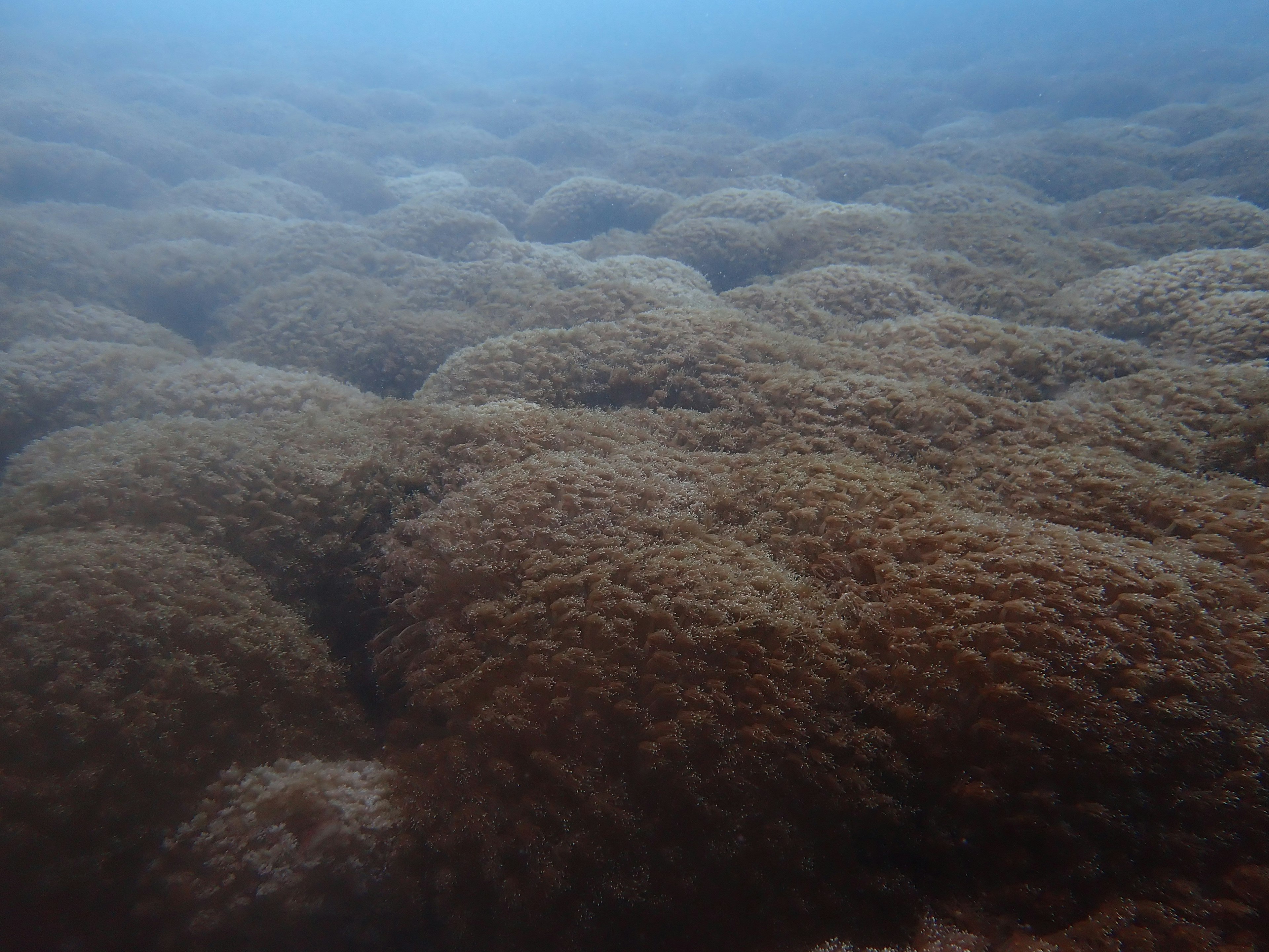 Unterwasseransicht von großen Algenbüscheln, die sich über den Meeresboden erstrecken