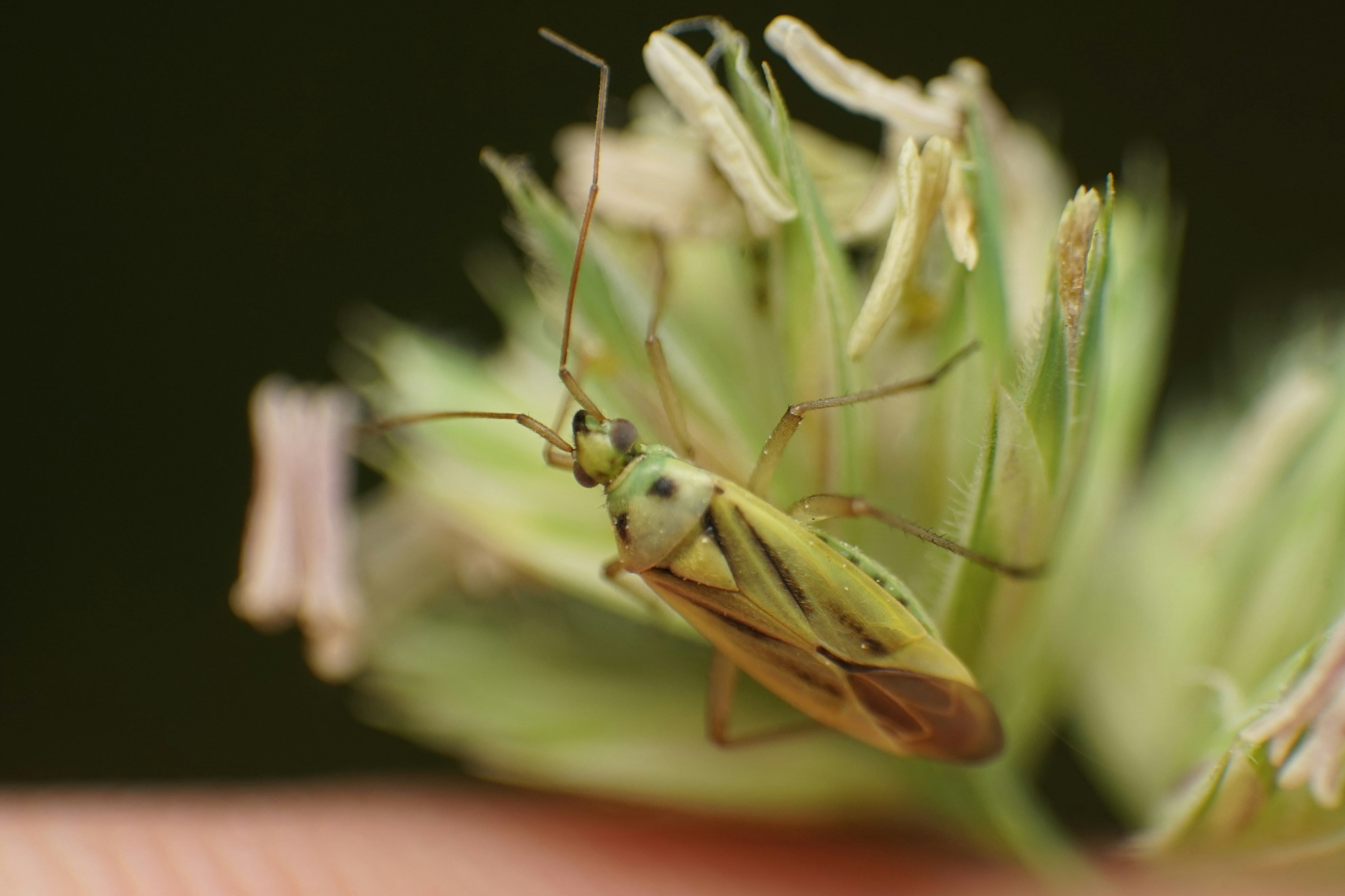 Primer plano de un insecto verde en una flor