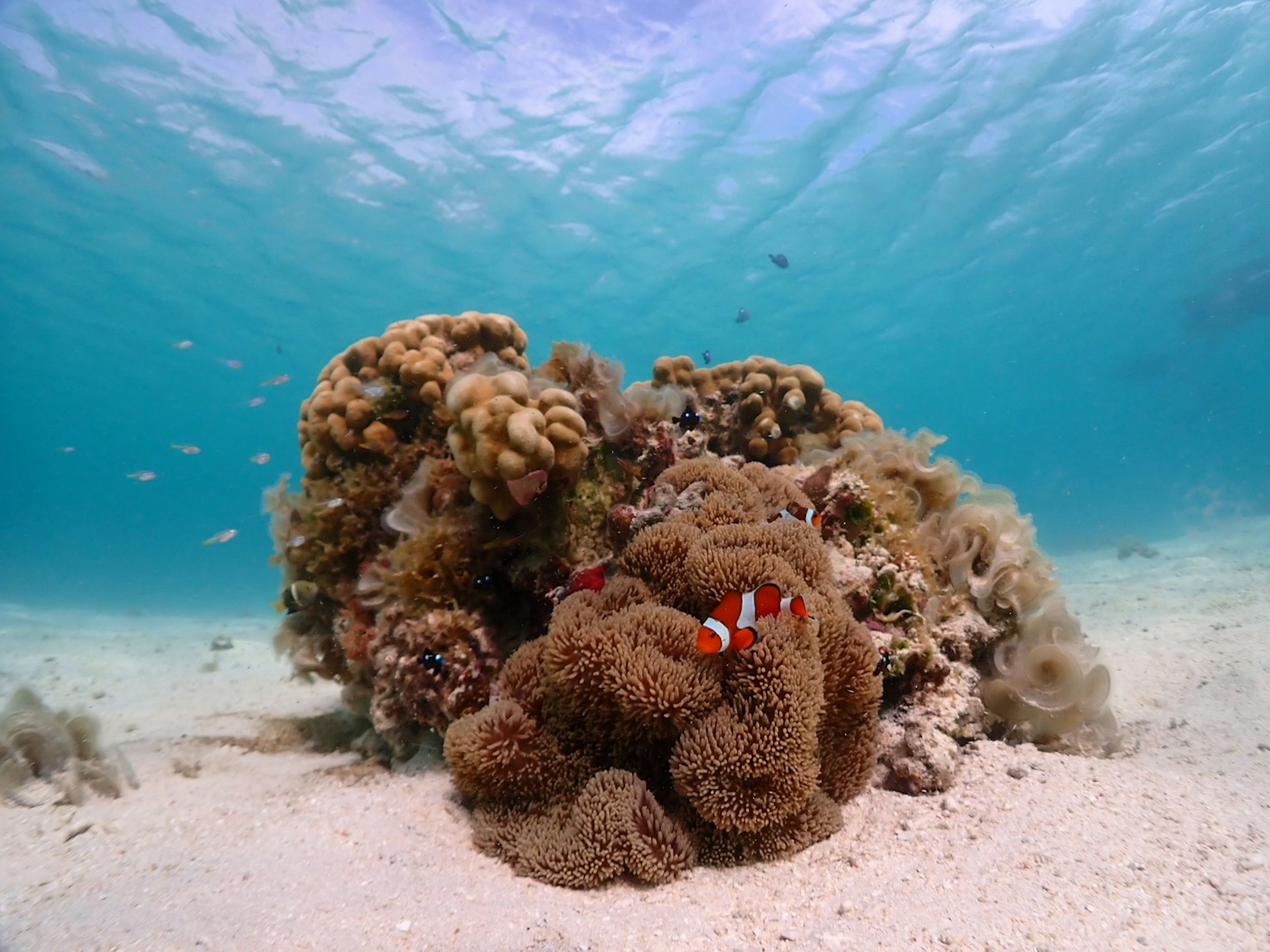 サンゴ礁の中にいるクマノミと豊かな海洋生物