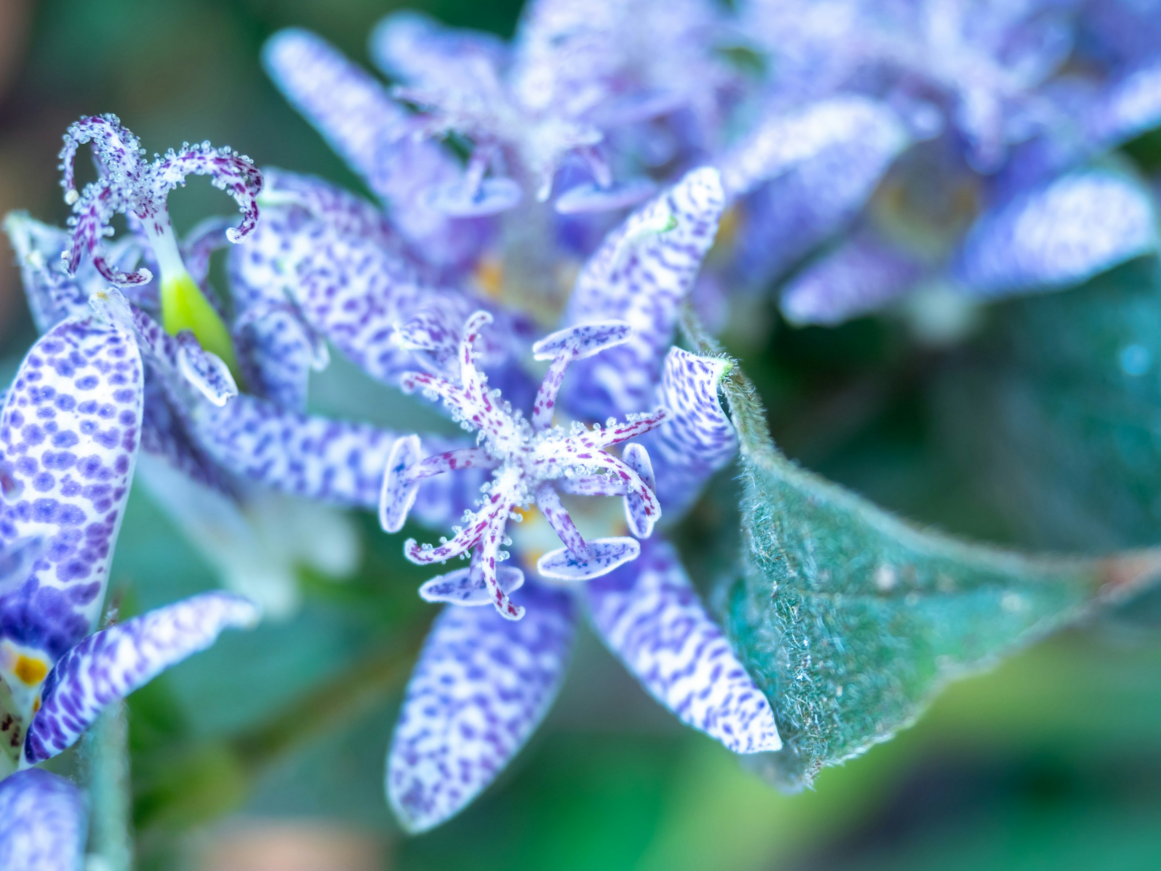 Schöne lila Blumen mit feinen Punkten vor einem grünen Blätterhintergrund