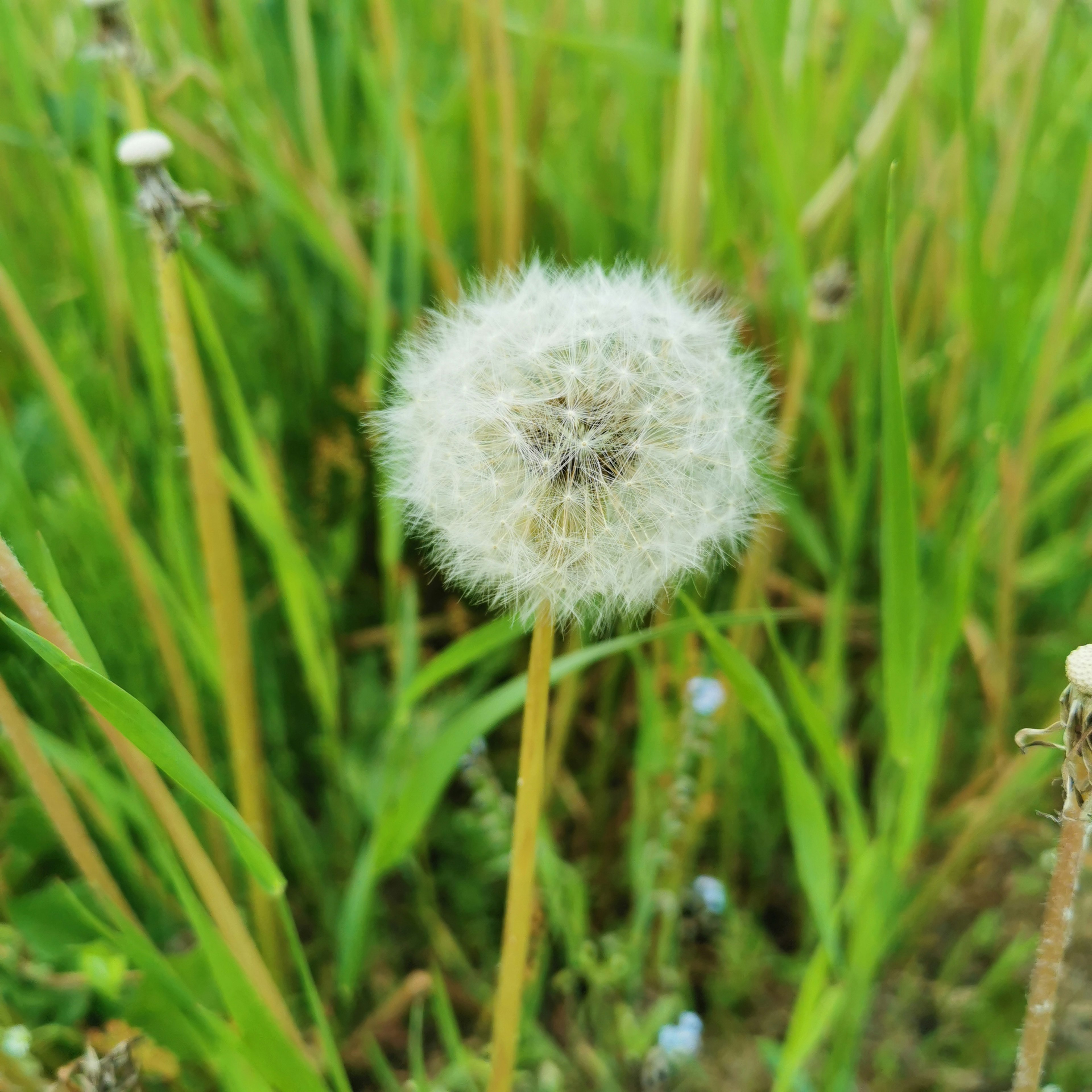 A white dandelion puff standing among green grass