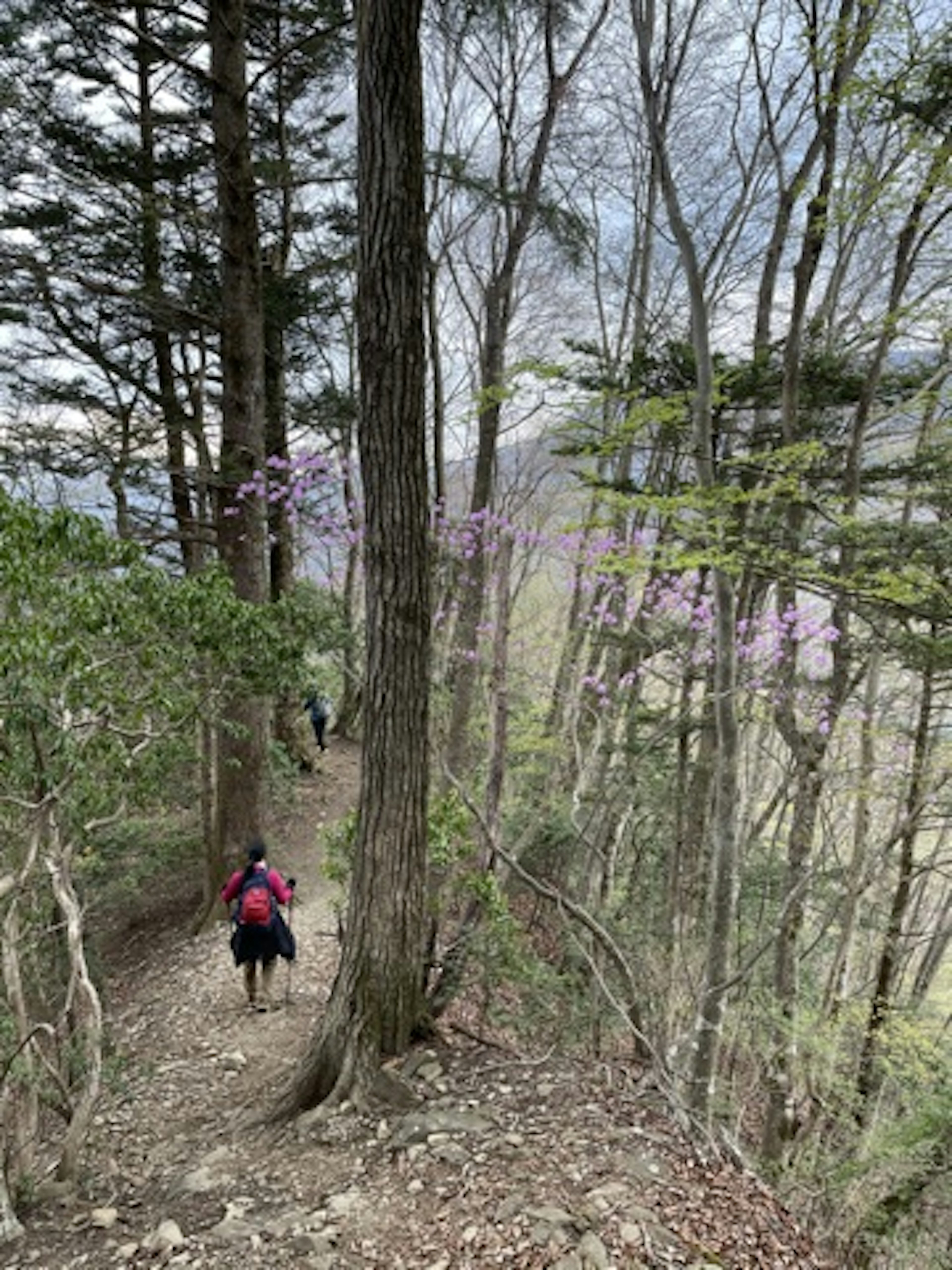 Hikers descending a mountain trail surrounded by trees