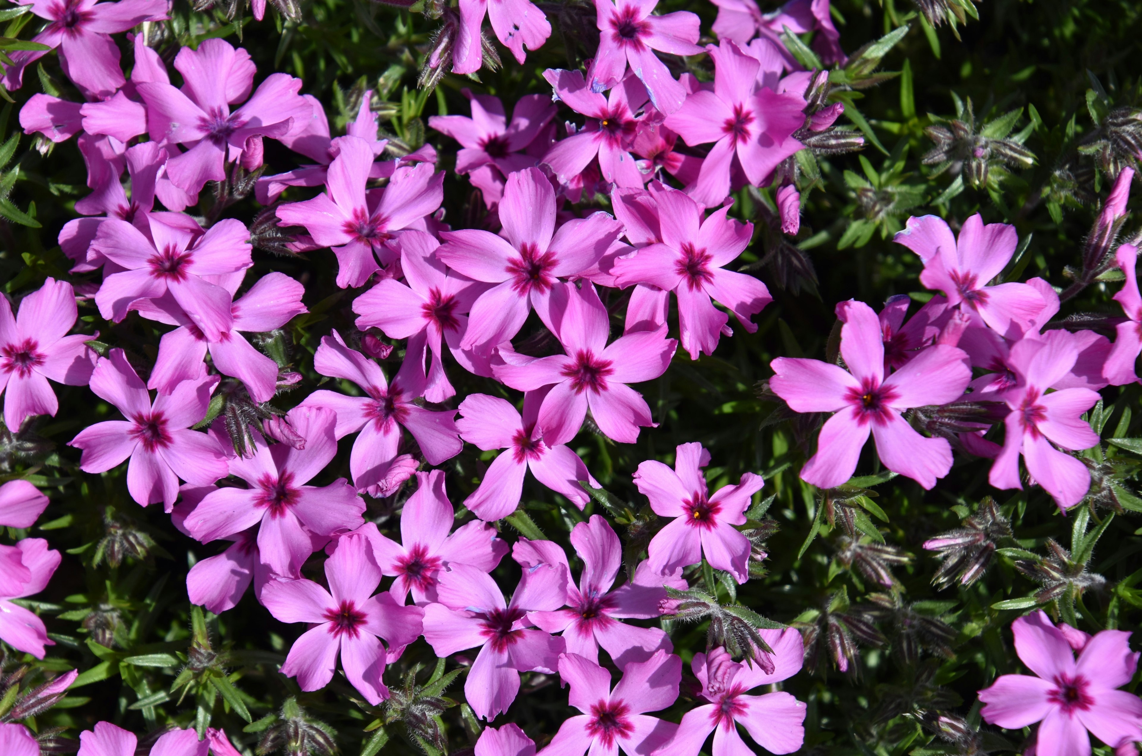 Vibrant pink flowers densely blooming in a garden