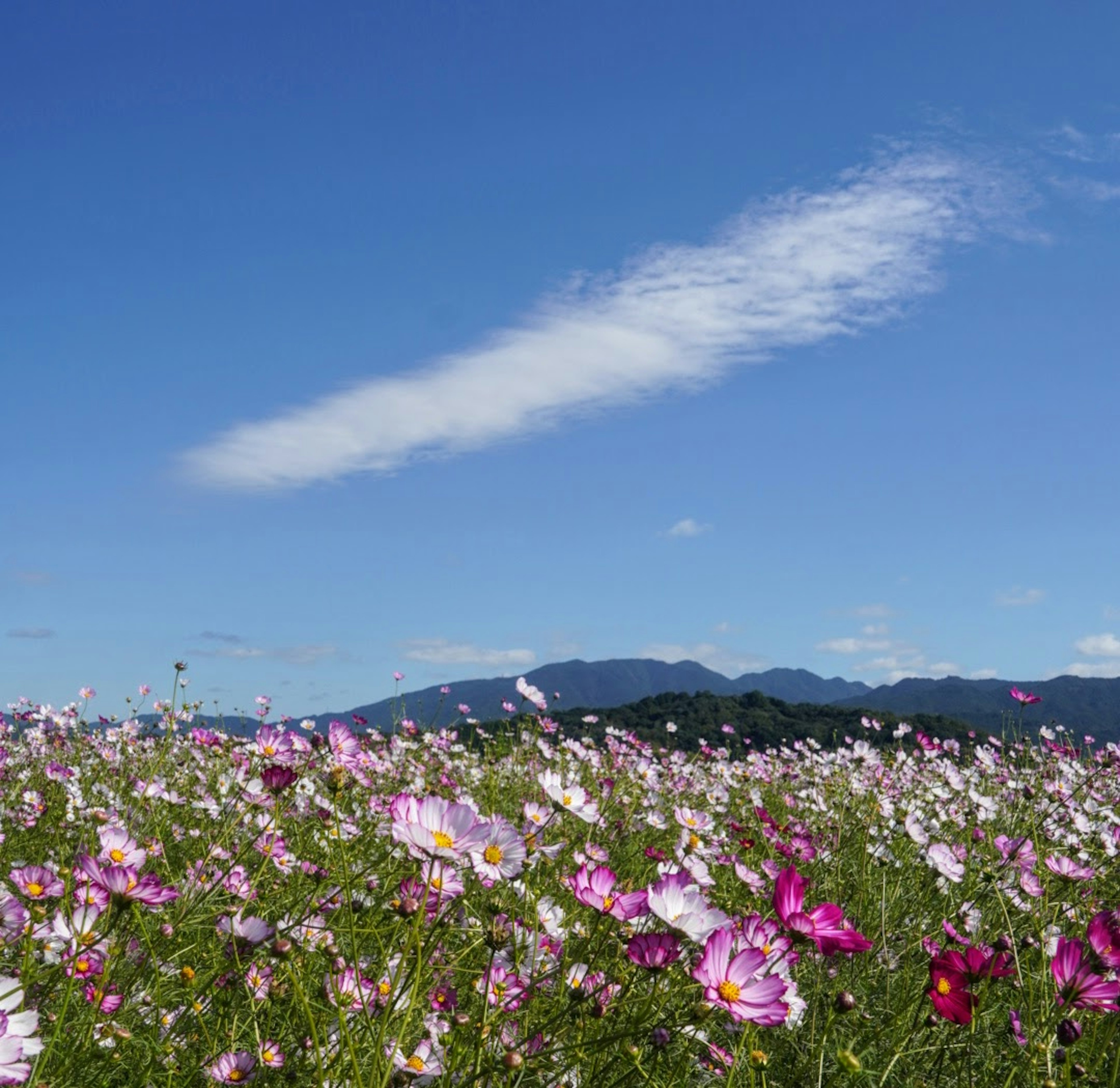 青空の下に広がる色とりどりのコスモスの花畑と山々