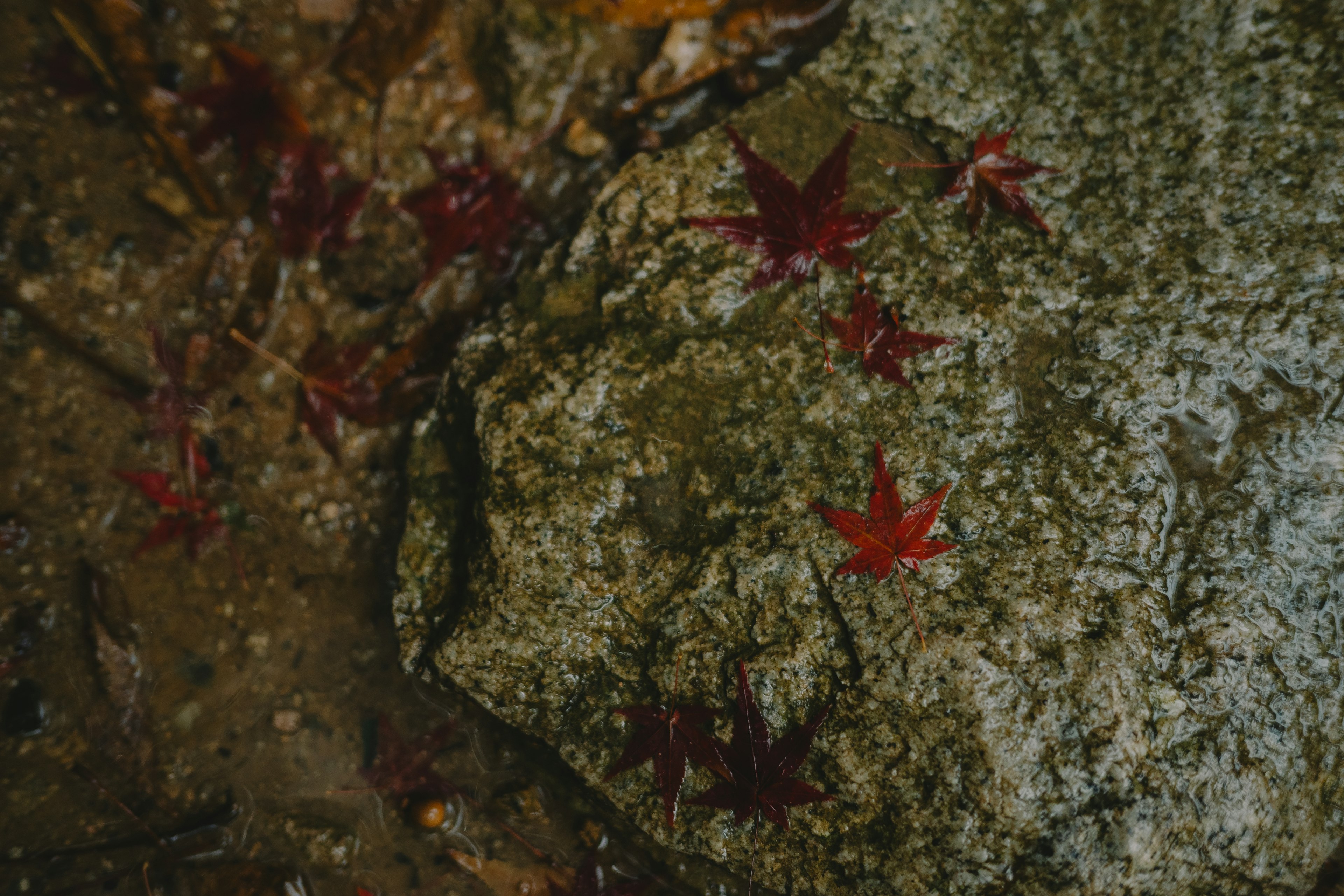 Red maple leaves scattered on a stone surface