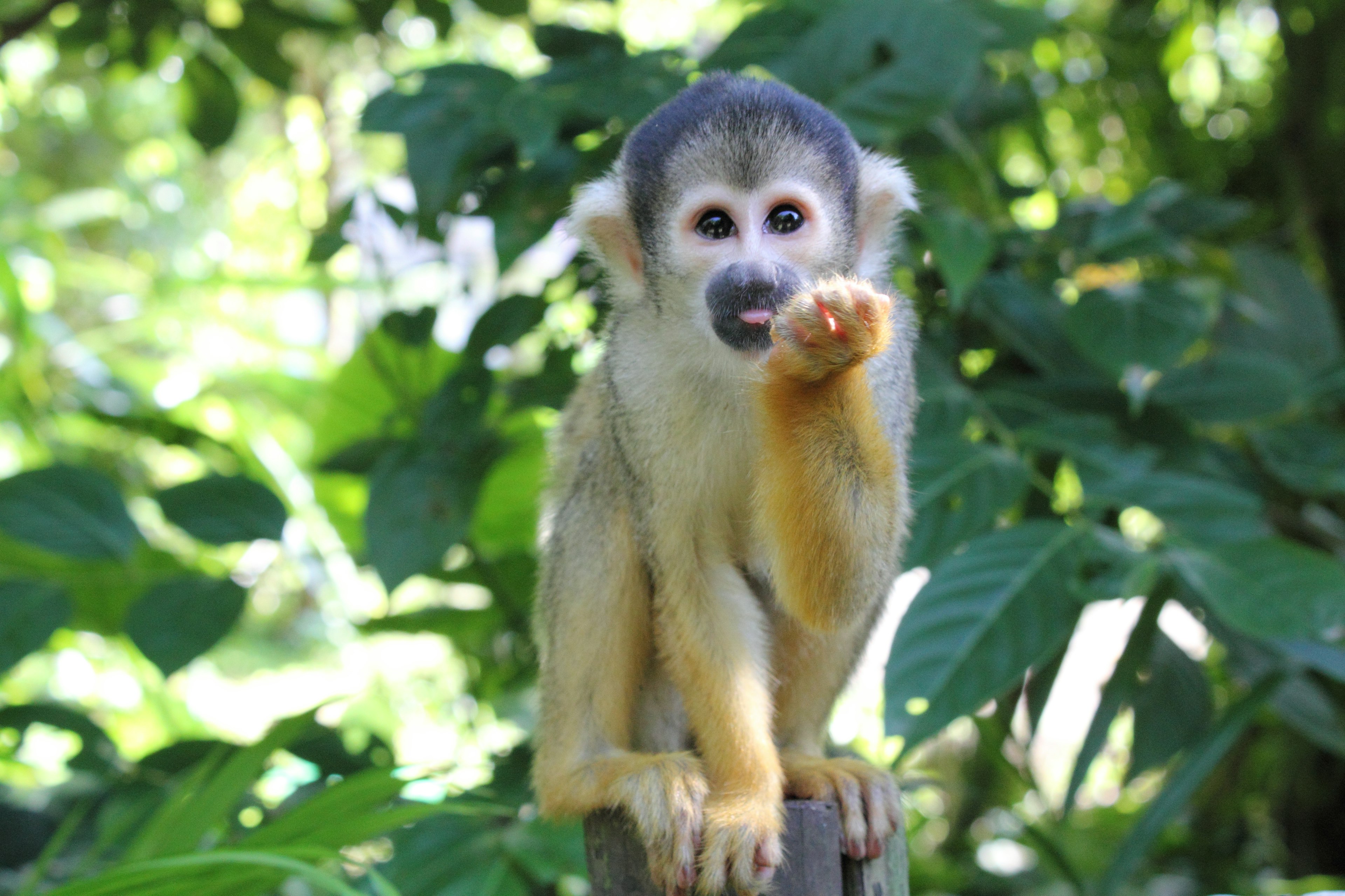 Monkey sitting among leaves with raised hand