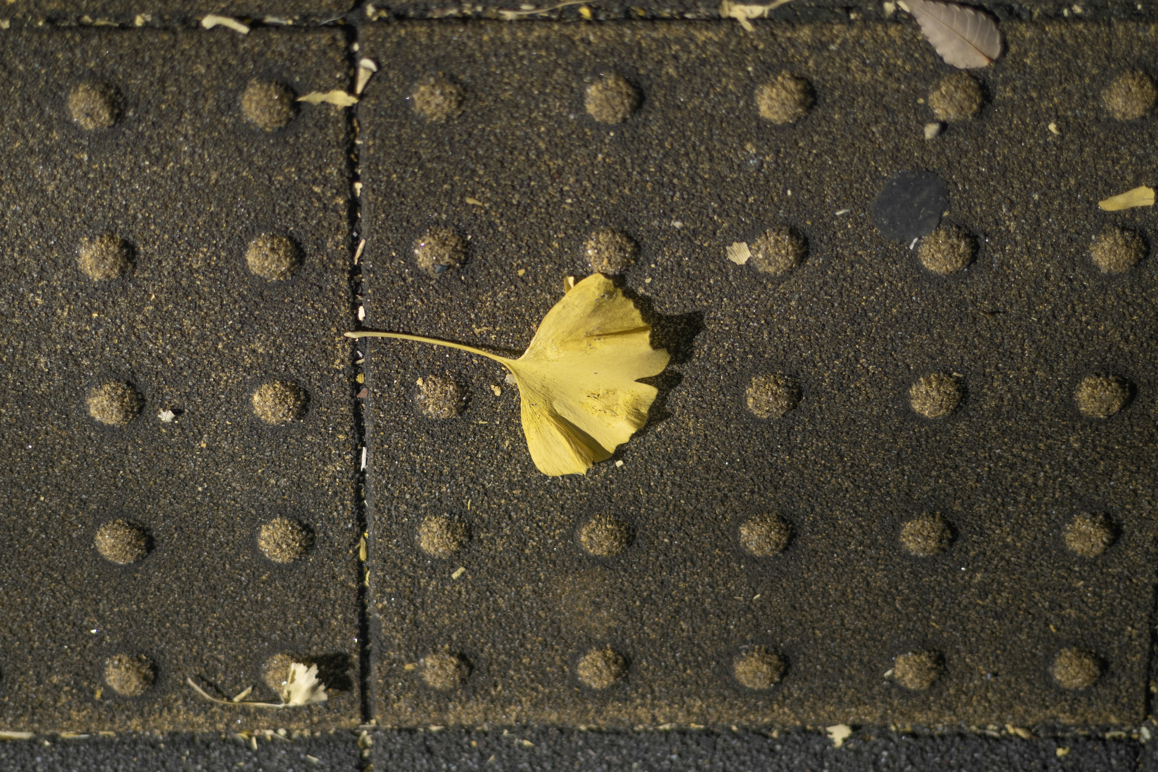 Une feuille de ginkgo jaune reposant sur un pavé texturé avec des points surélevés