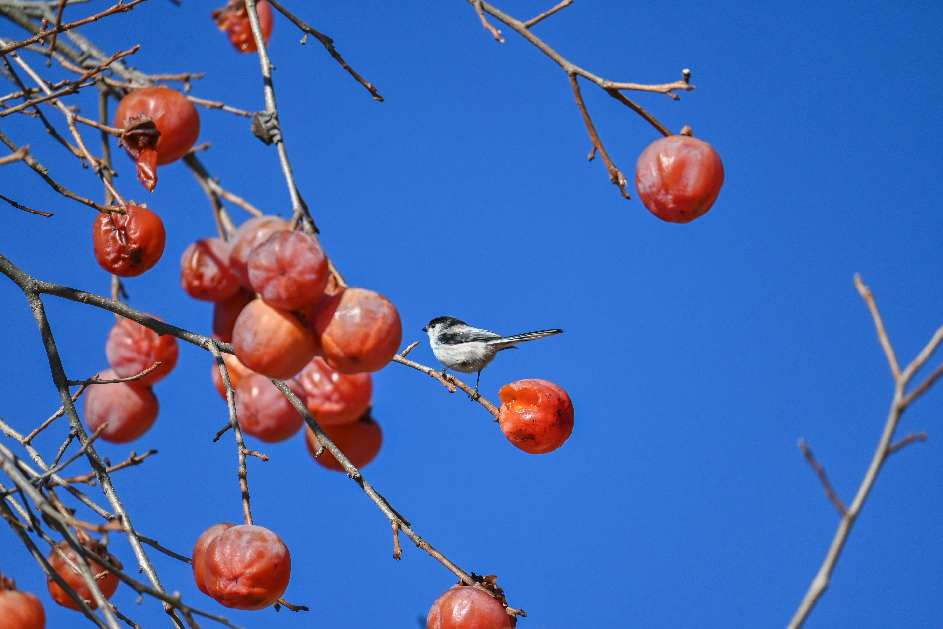 Ein kleiner Vogel sitzt auf einem Zweig mit roten Früchten vor einem blauen Himmel