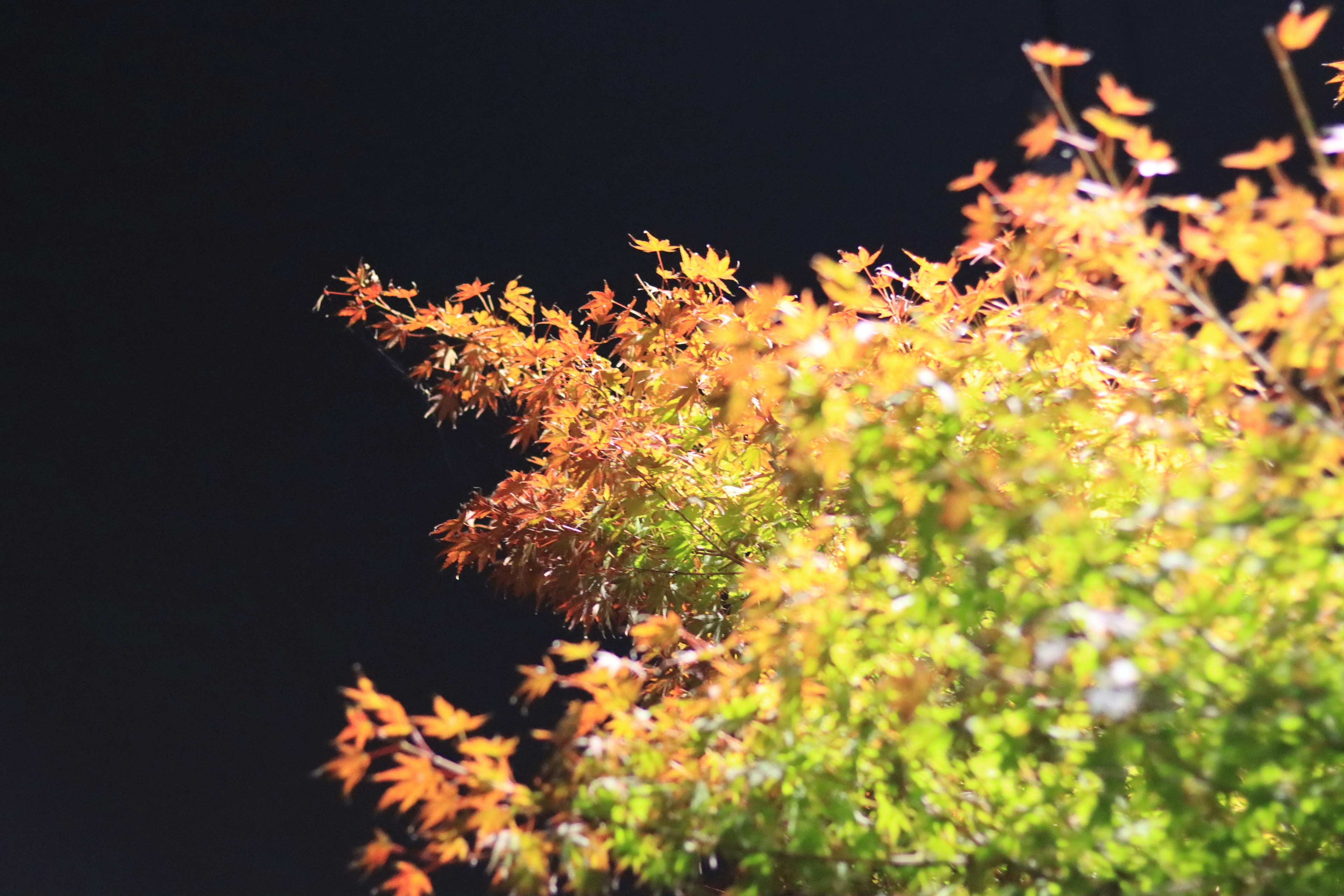 夜空中橙色和绿色叶子的美丽对比