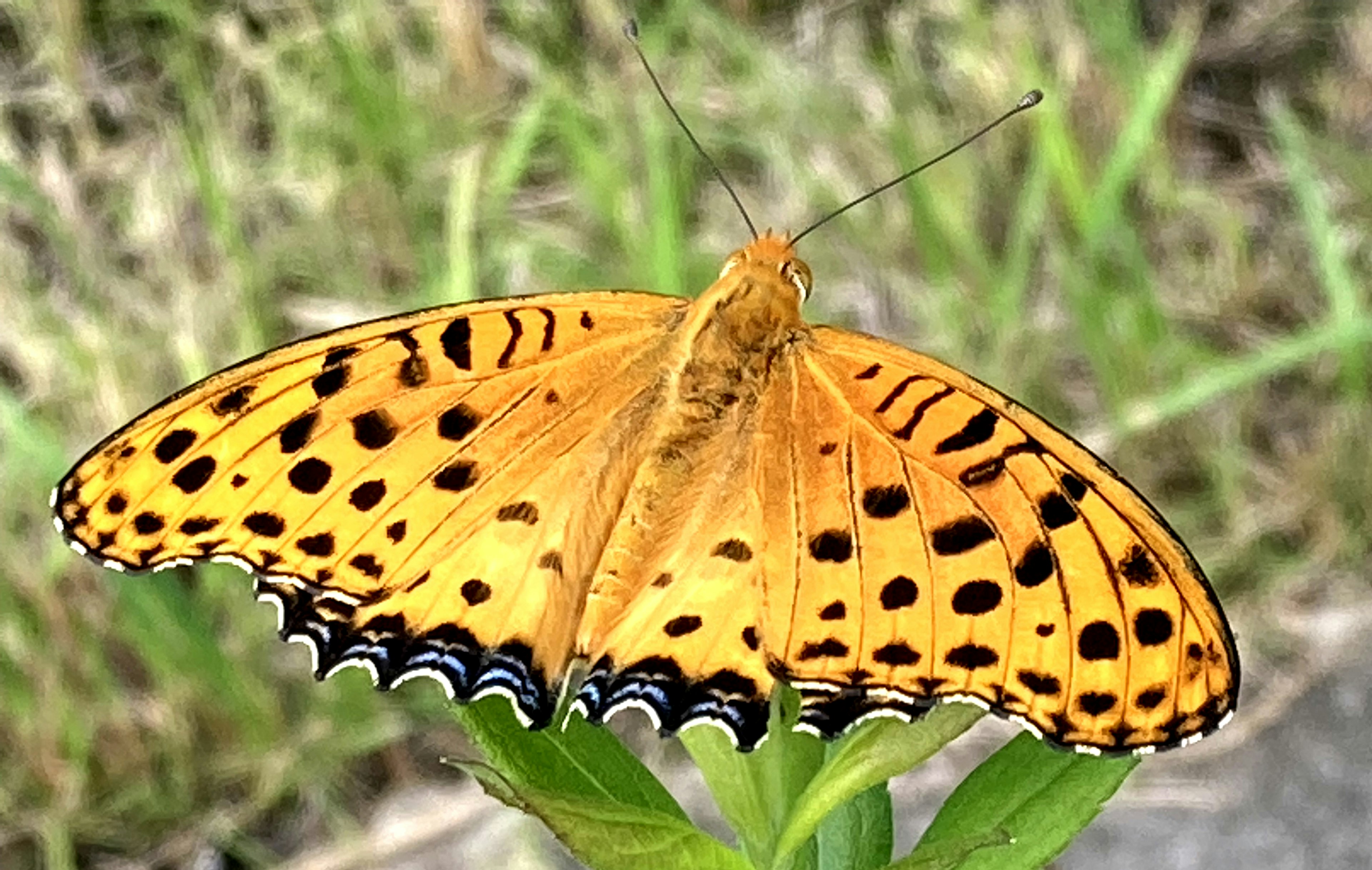 Ein lebhaft orangefarbener Schmetterling, der auf grünem Gras sitzt