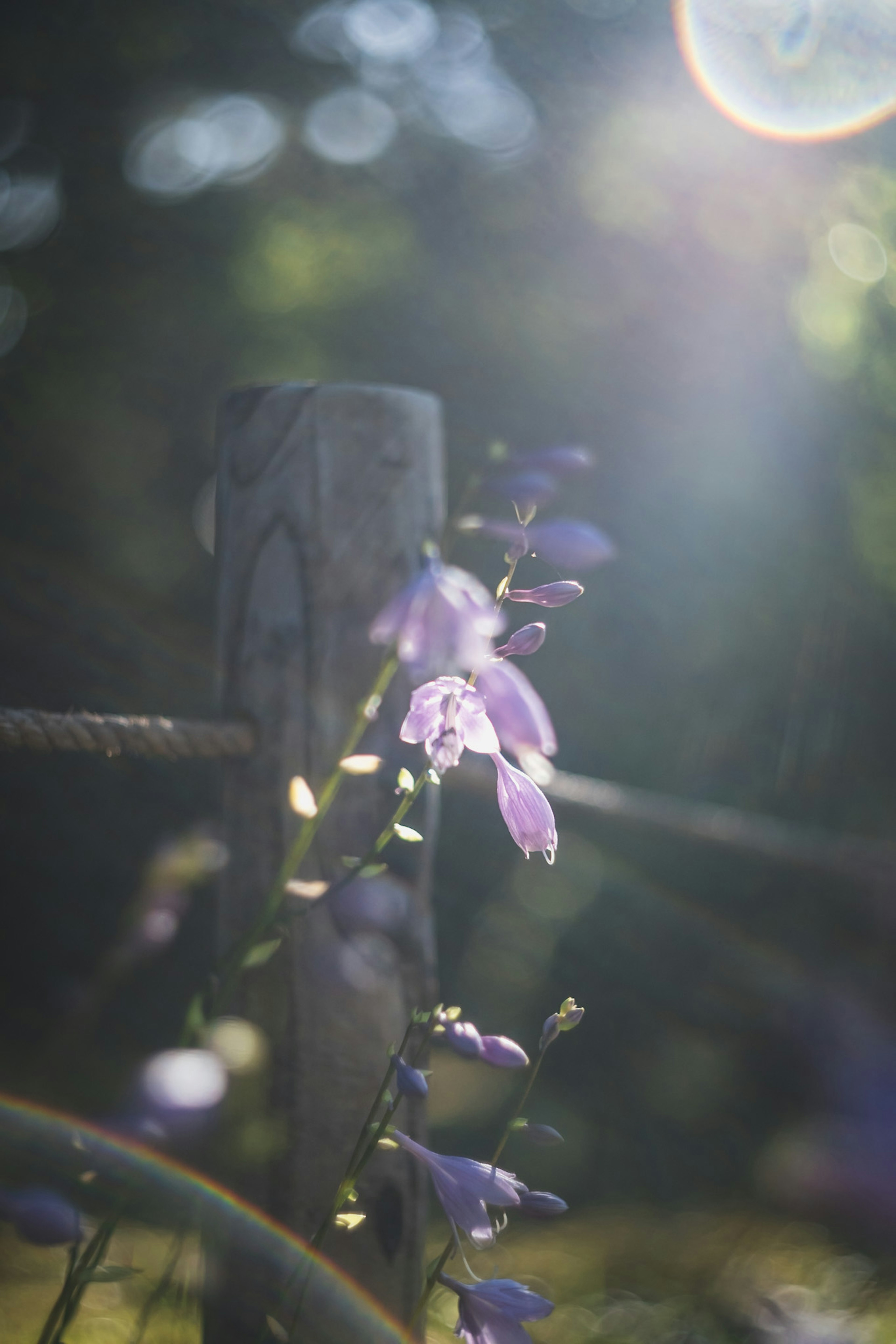 Primo piano di fiori viola e un palo di legno con la luce del sole che filtra