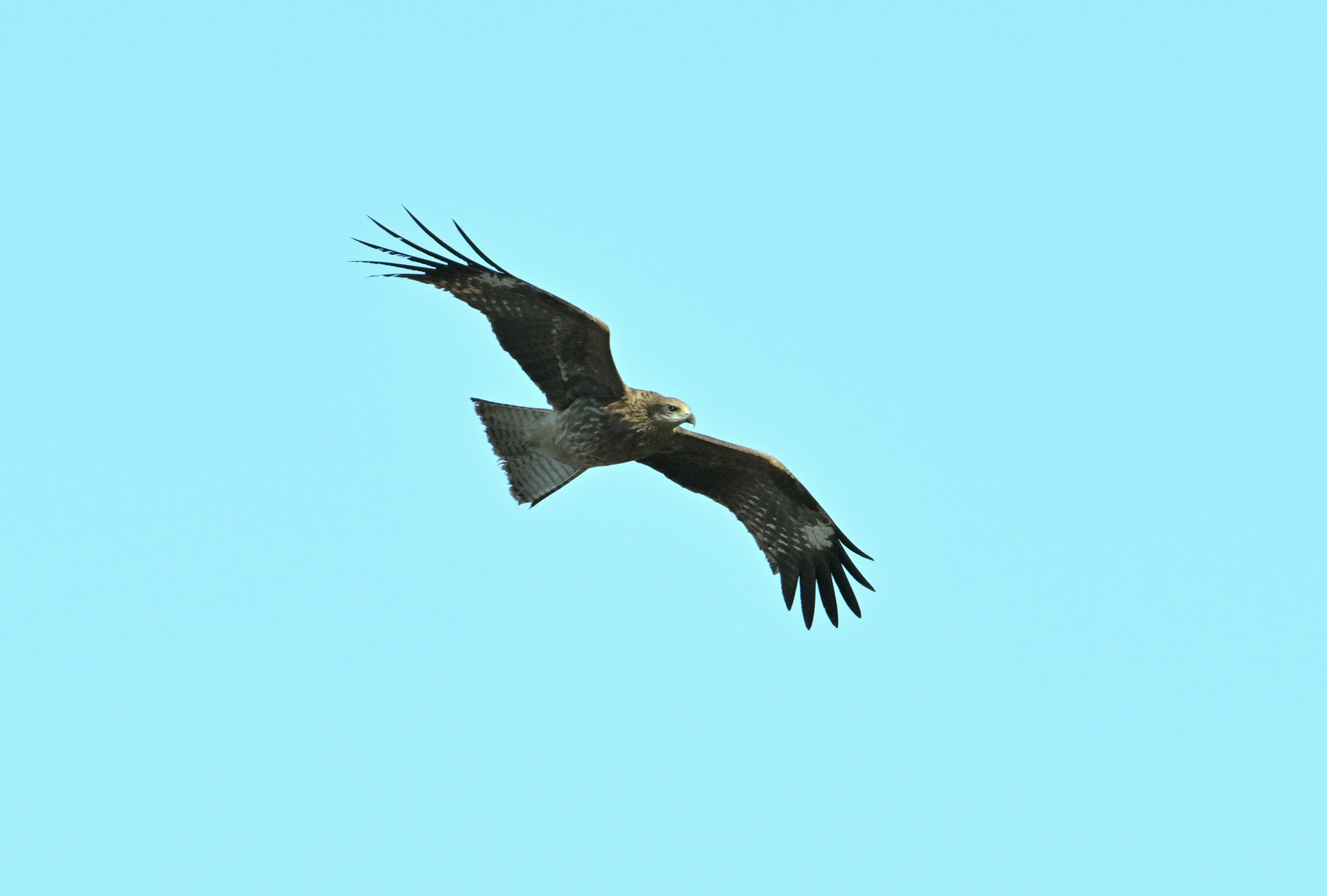 Immagine di un falco che vola contro un cielo blu