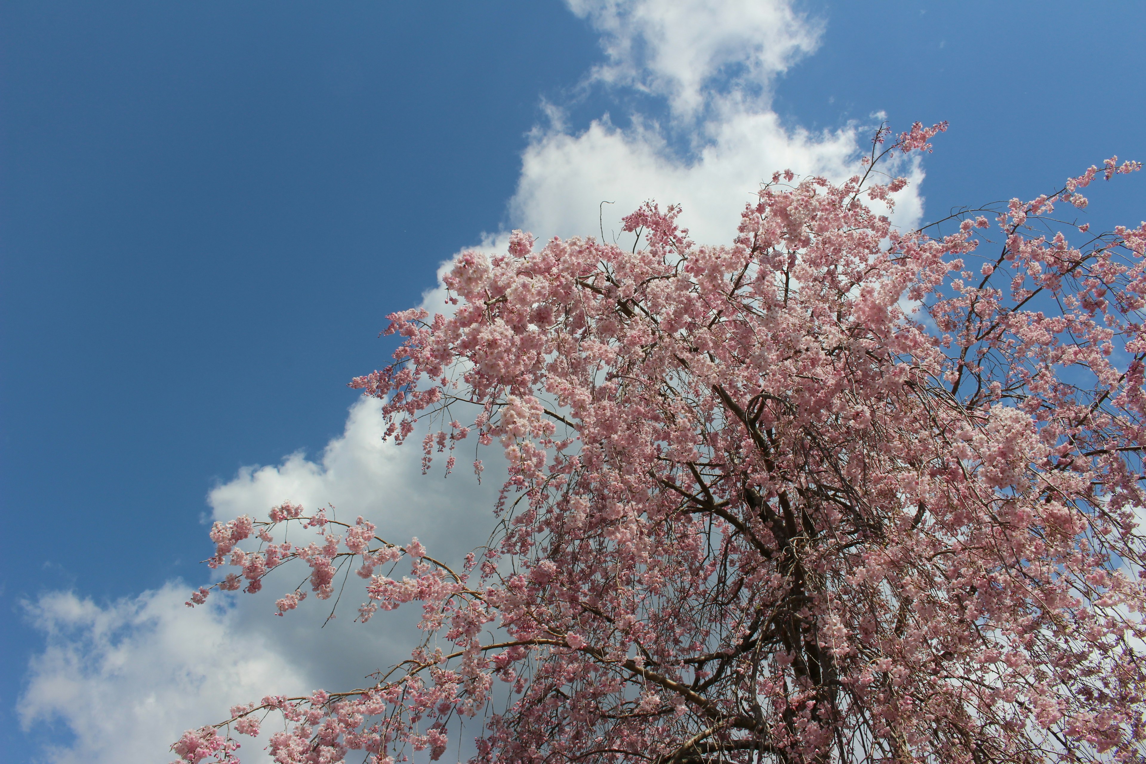 Cherry blossom tree in full bloom against a blue sky