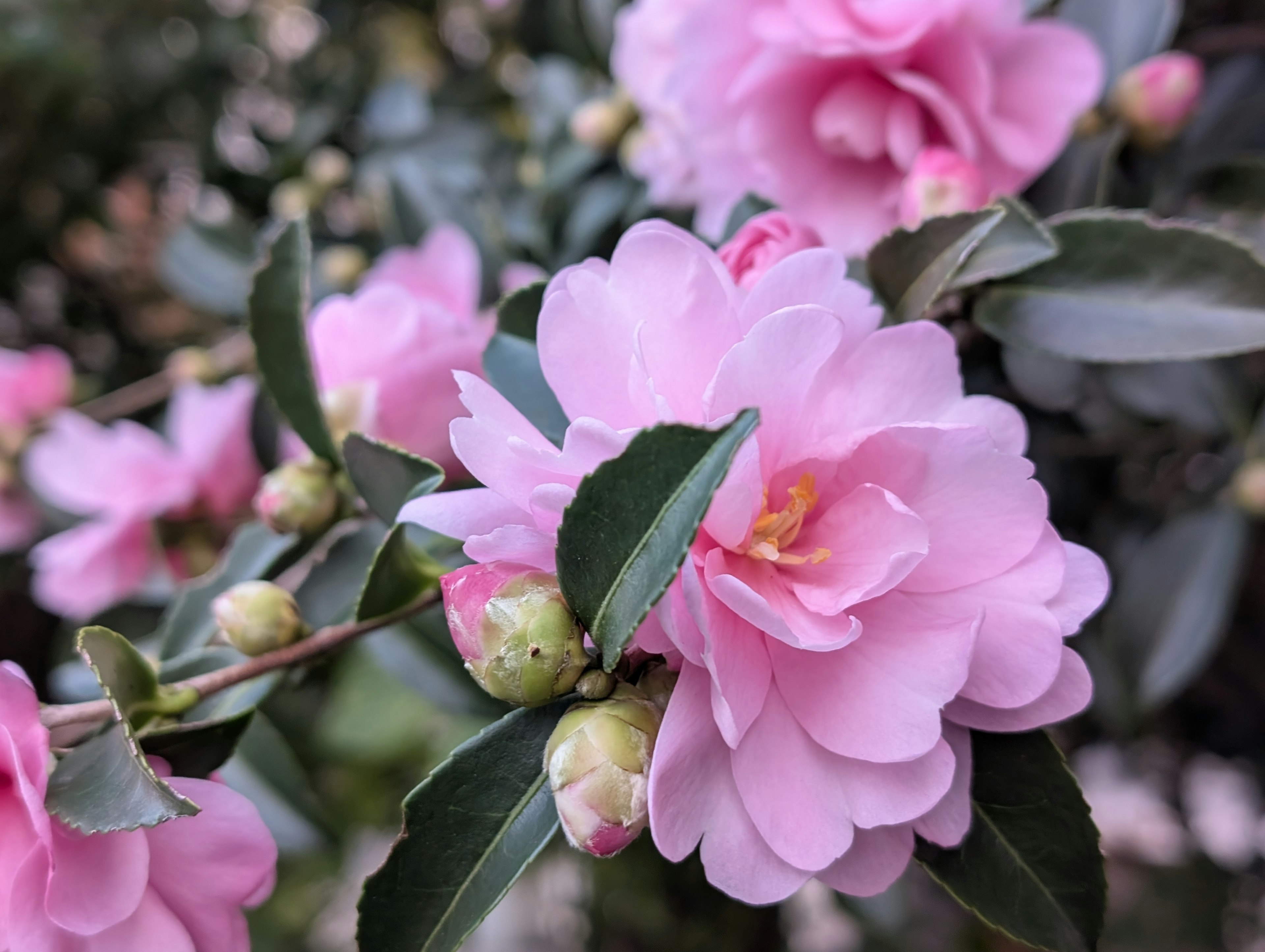 Primer plano de flores de camelia rosa con hojas verdes