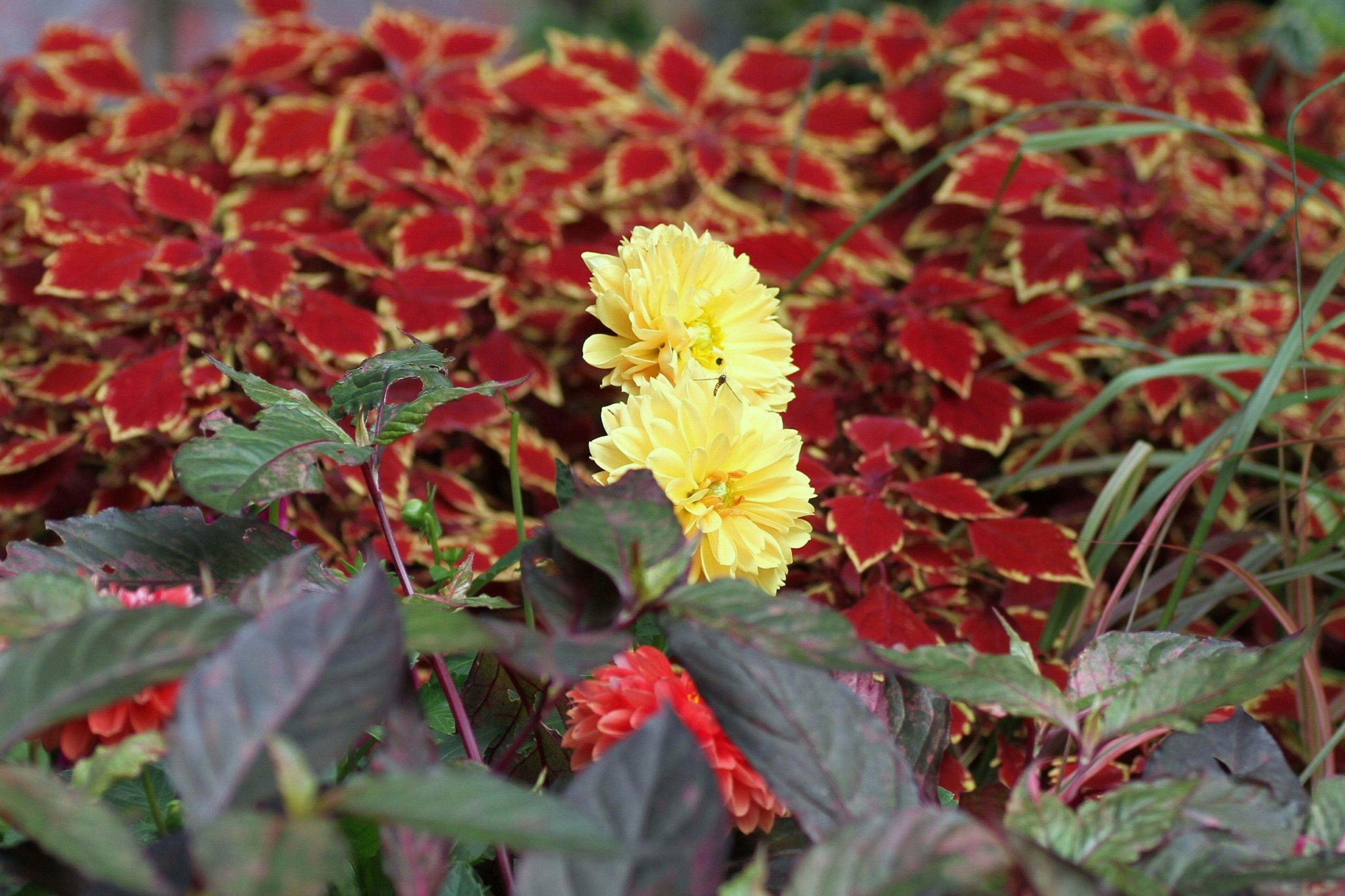 赤い葉の背景に黄色い花が際立つ美しい植物の組み合わせ