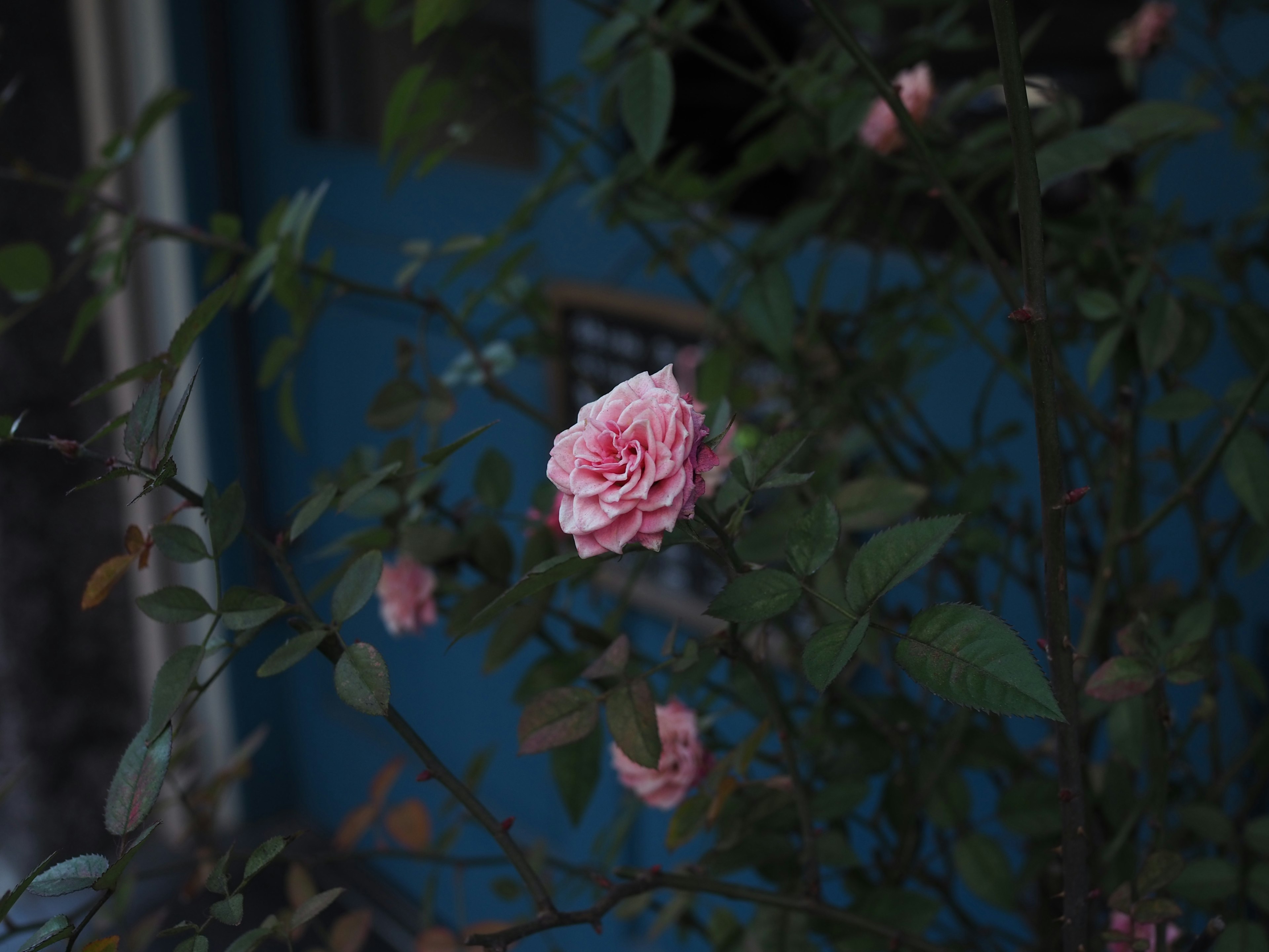 Una rosa rosa pálido floreciendo frente a una puerta azul