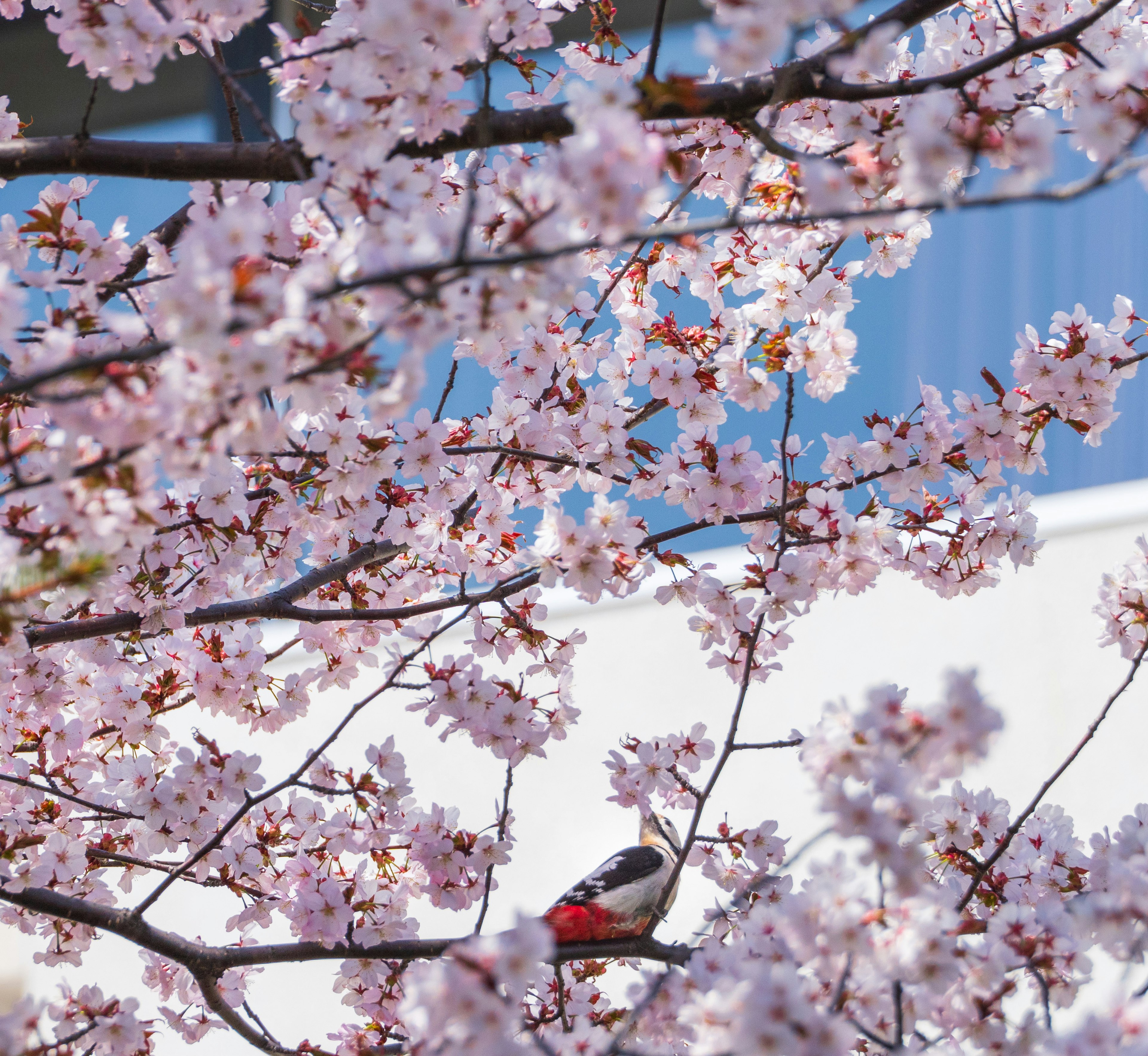 桜の花の間にいる小鳥の美しい風景