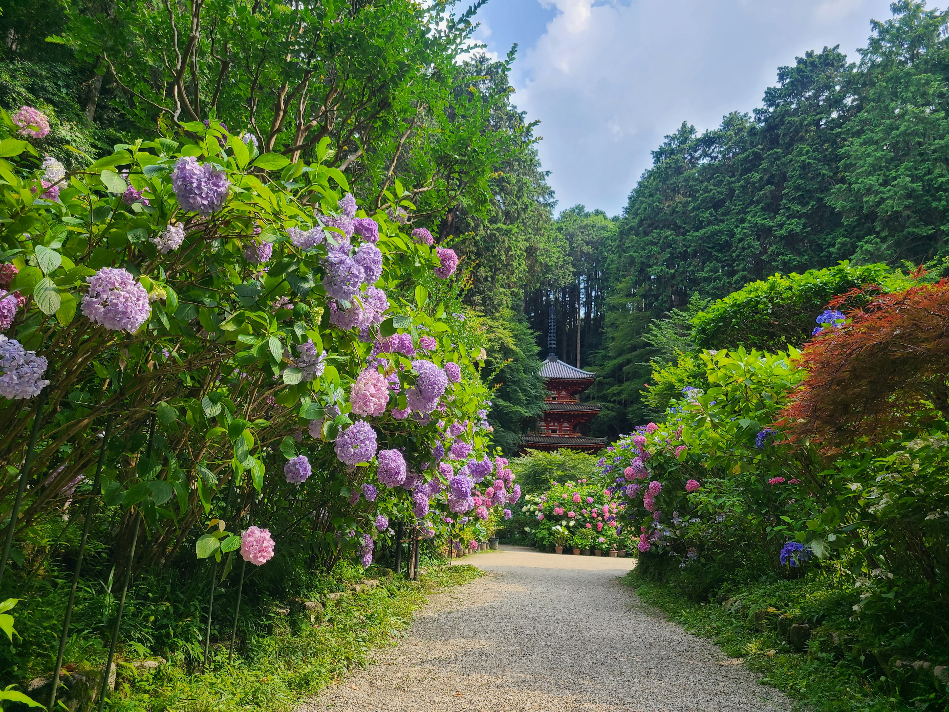 Pathway surrounded by colorful hydrangeas and lush greenery