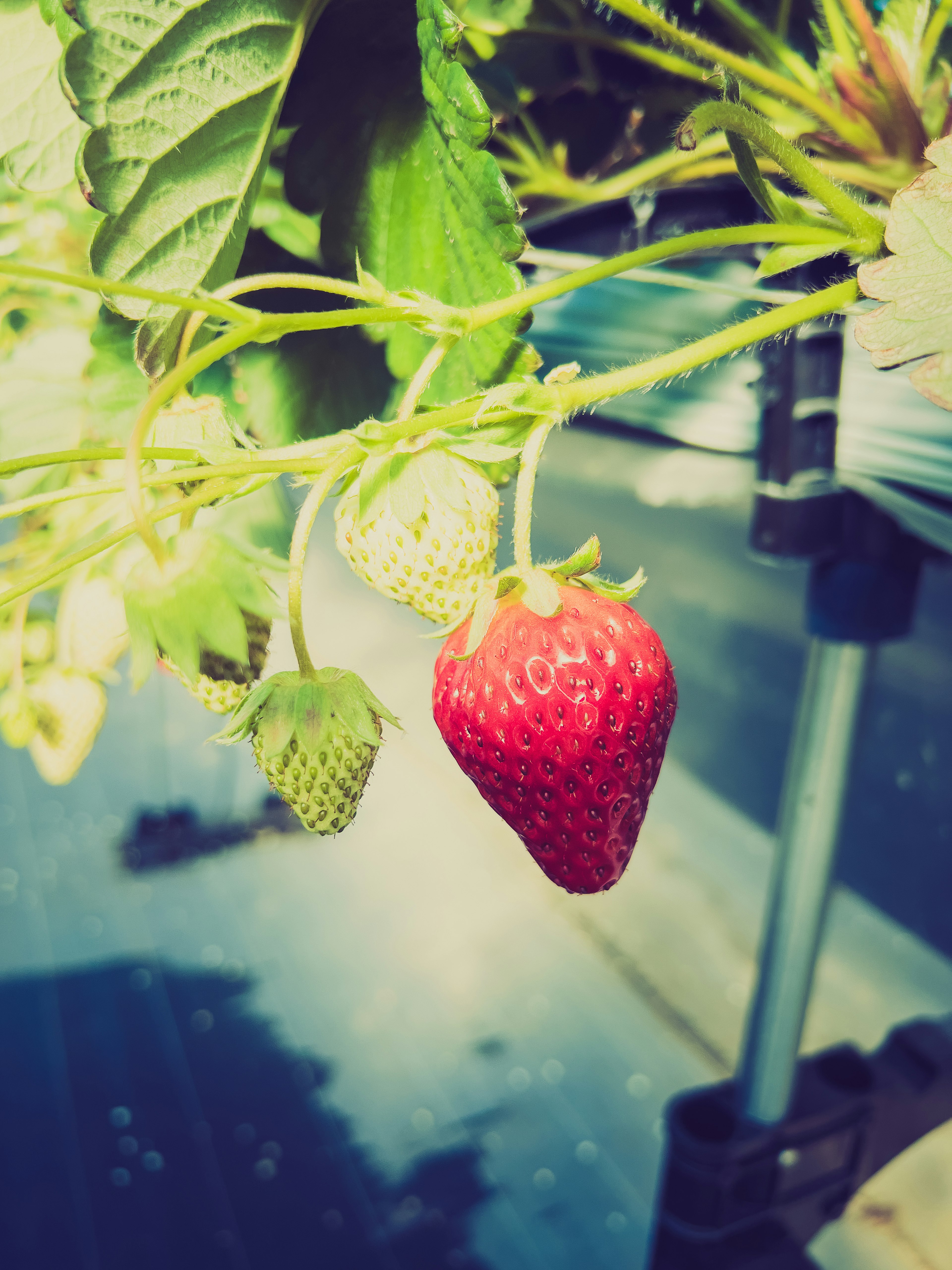 Helle rote Erdbeere mit grünen unreifen Erdbeeren, die zusammen wachsen