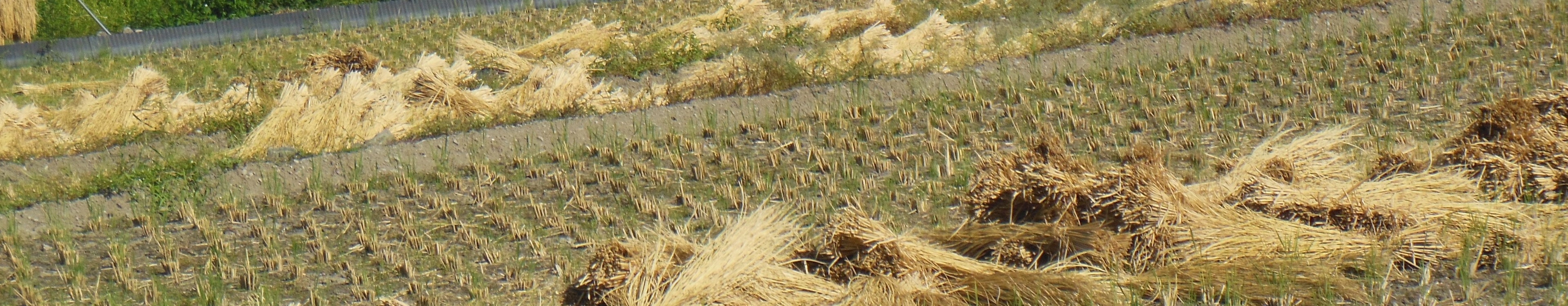 Landscape of green rice fields with bundles of dried rice