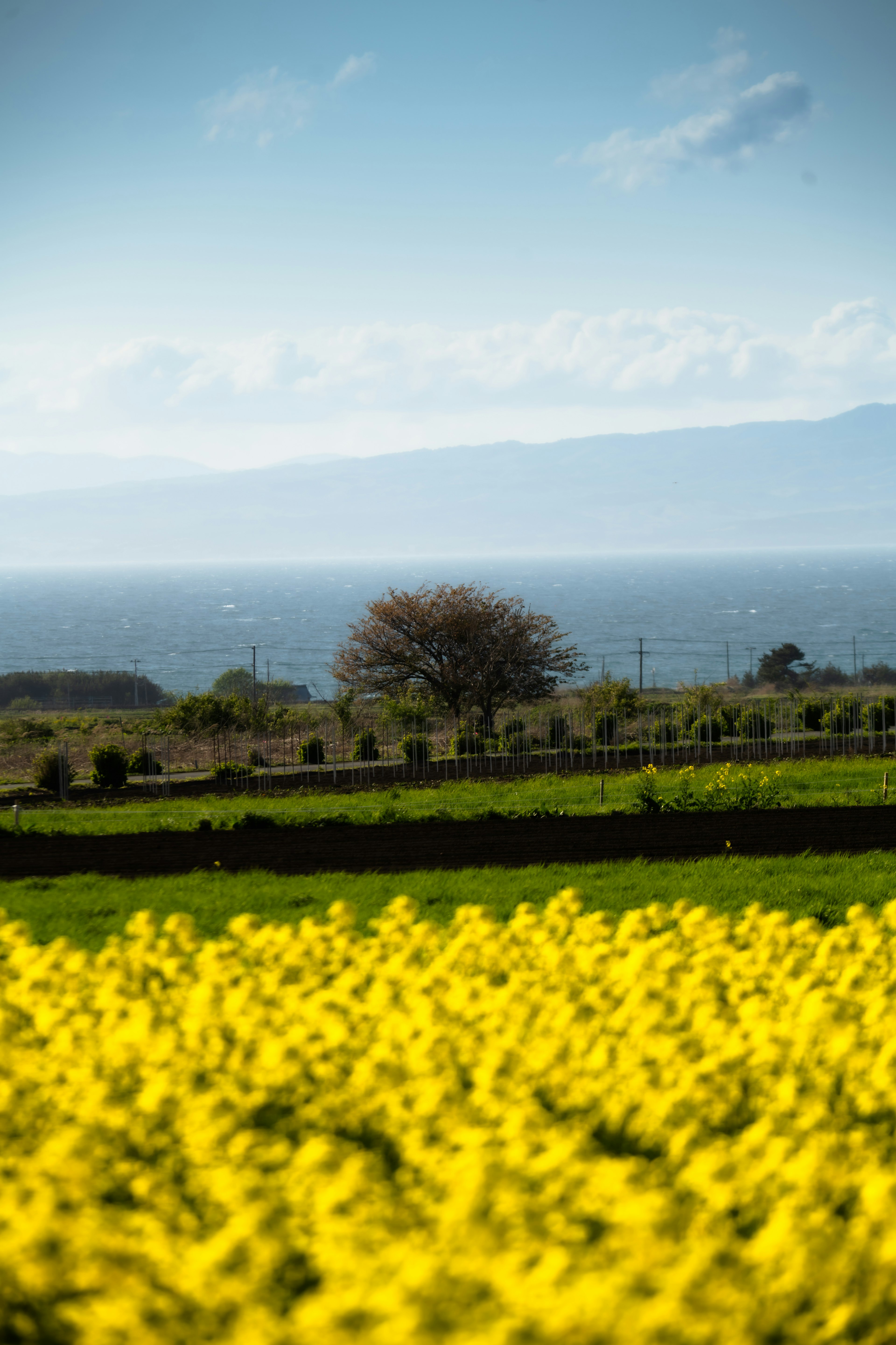 Campo de flores amarillas con un árbol contra un cielo azul y el océano