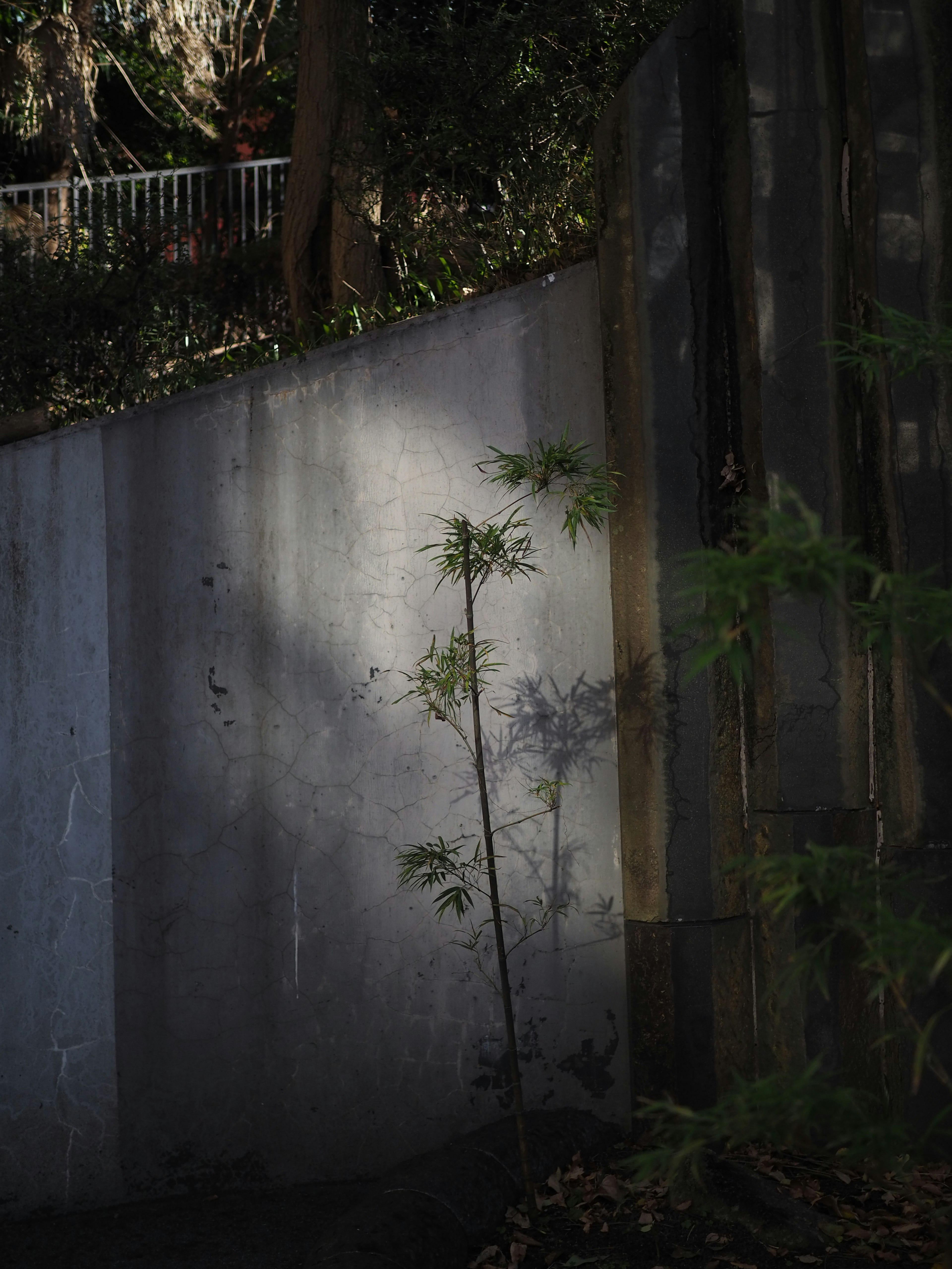 Thin plant standing in a shadowy area next to a concrete wall