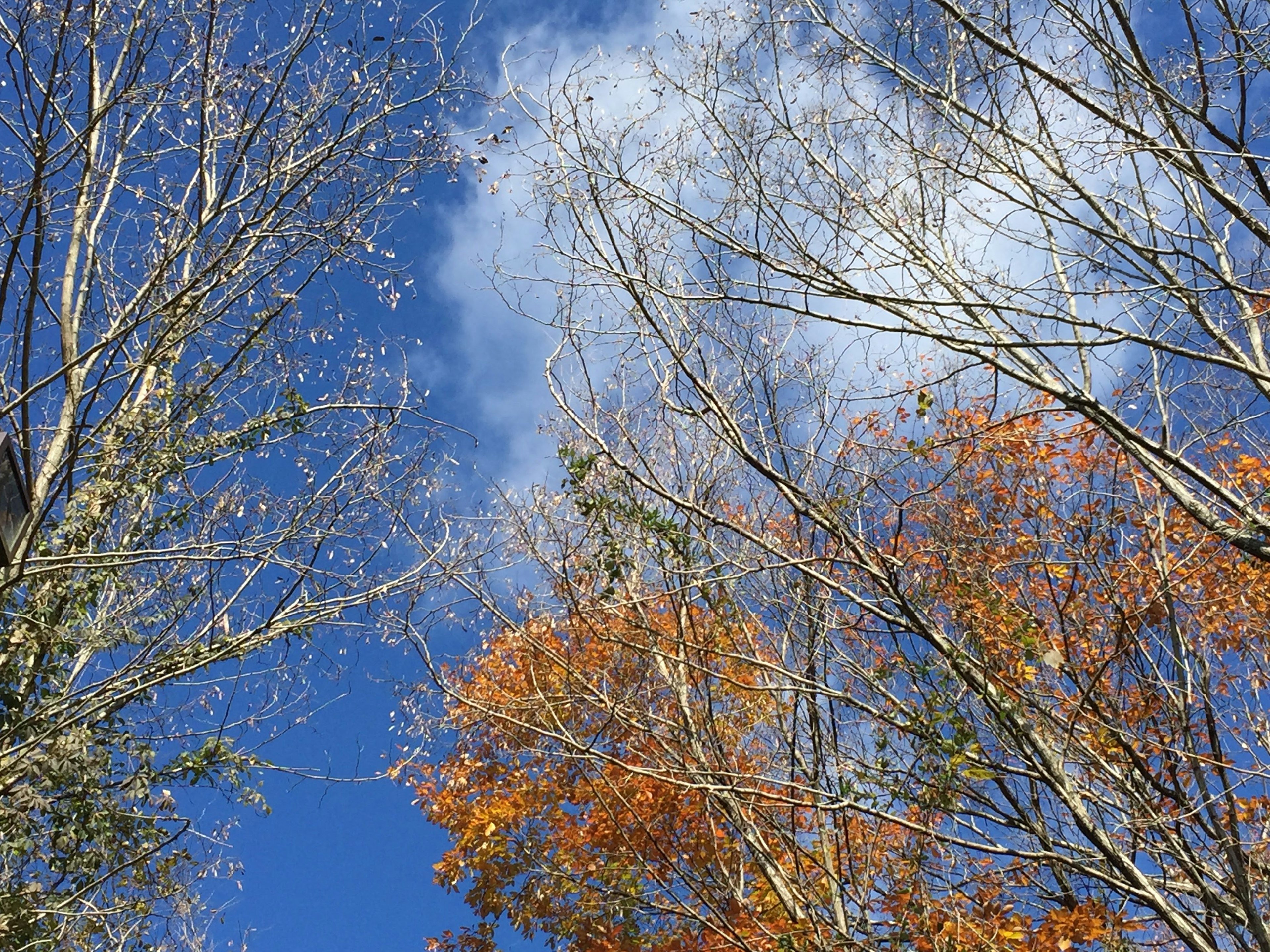 Äste von Herbstbäumen mit orangefarbenen Blättern vor blauem Himmel