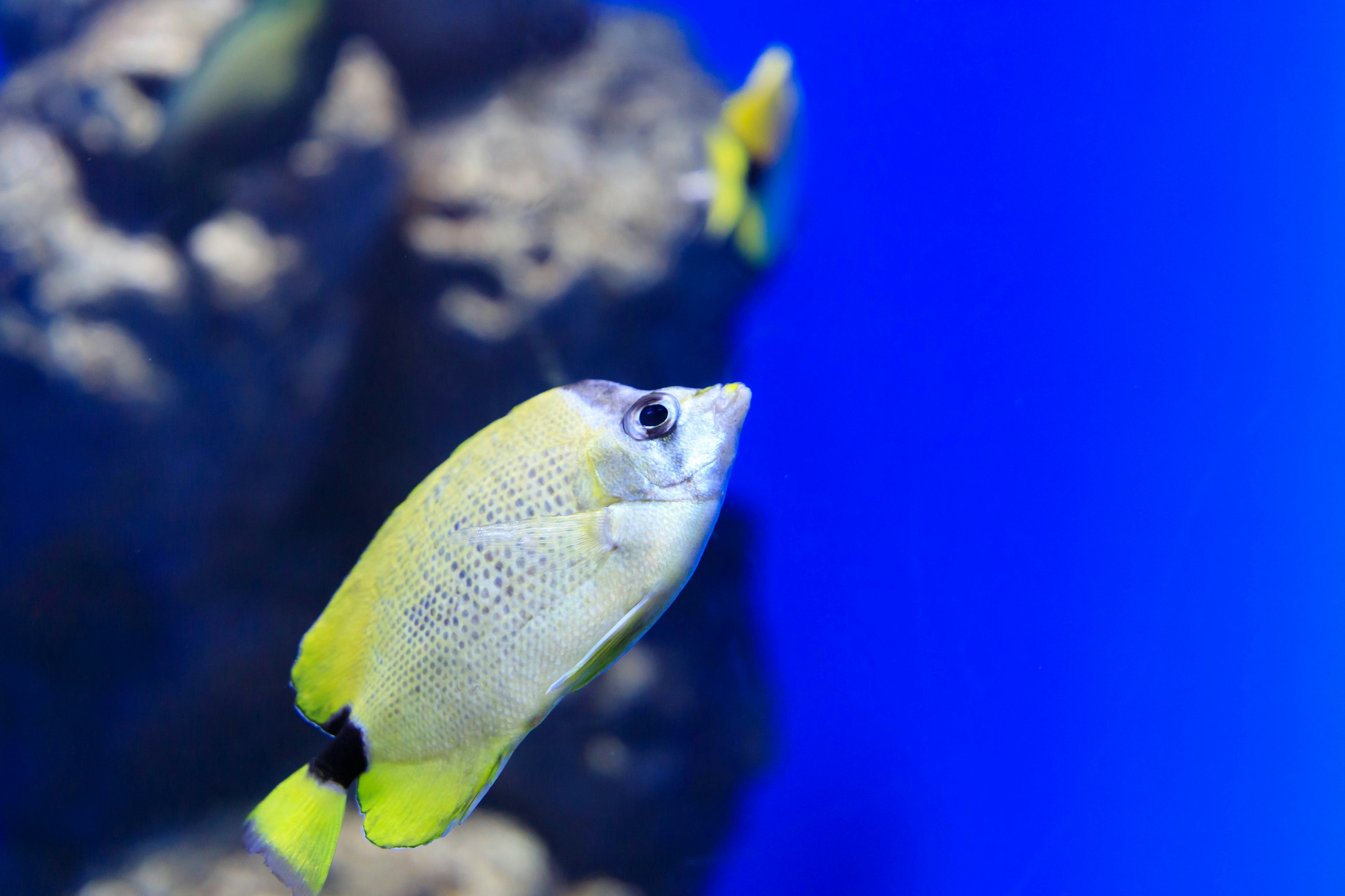 Gelber Fisch schwimmt in einem Aquarium mit blauem Hintergrund und Felsen