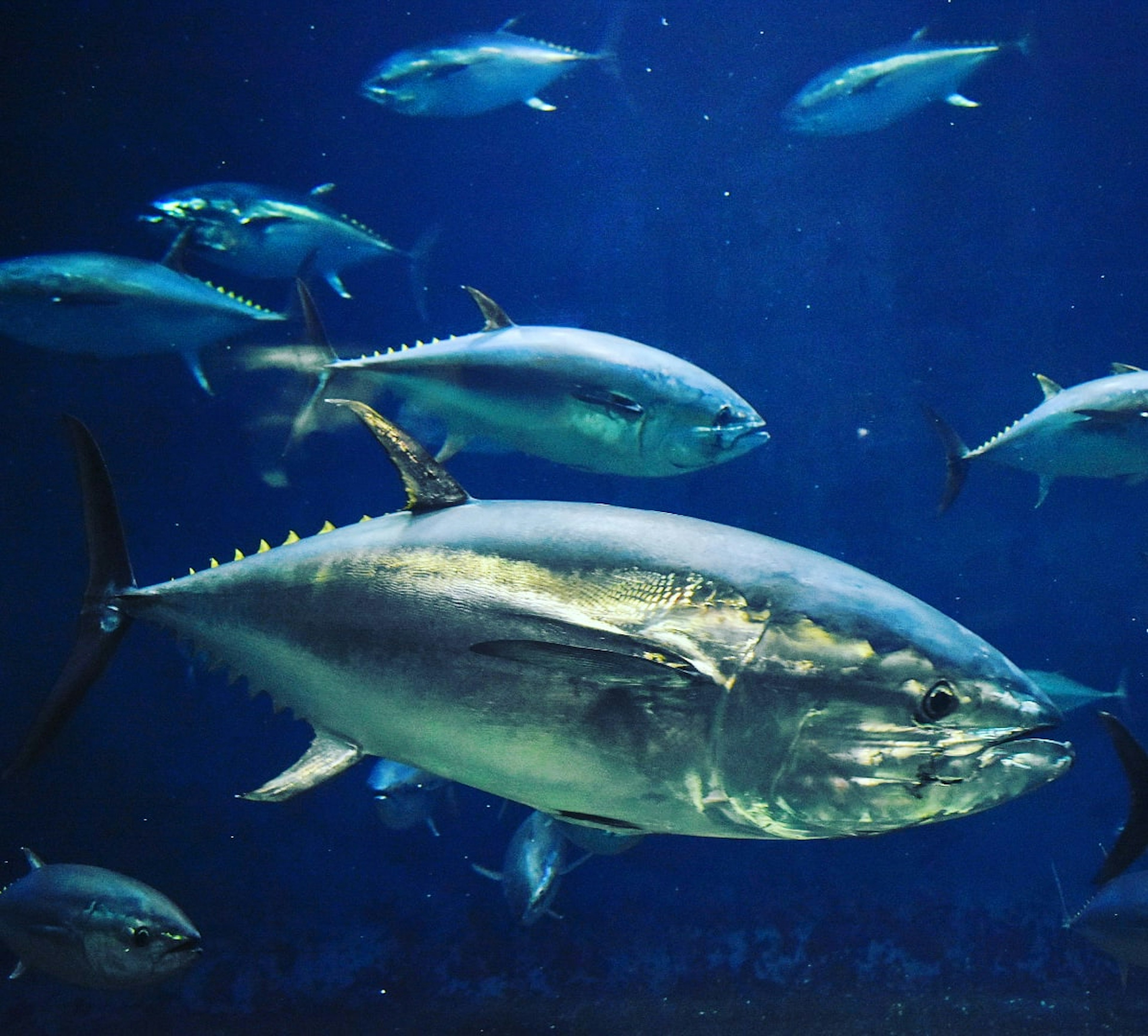 水中を泳ぐ青魚と大きなマグロの群れ