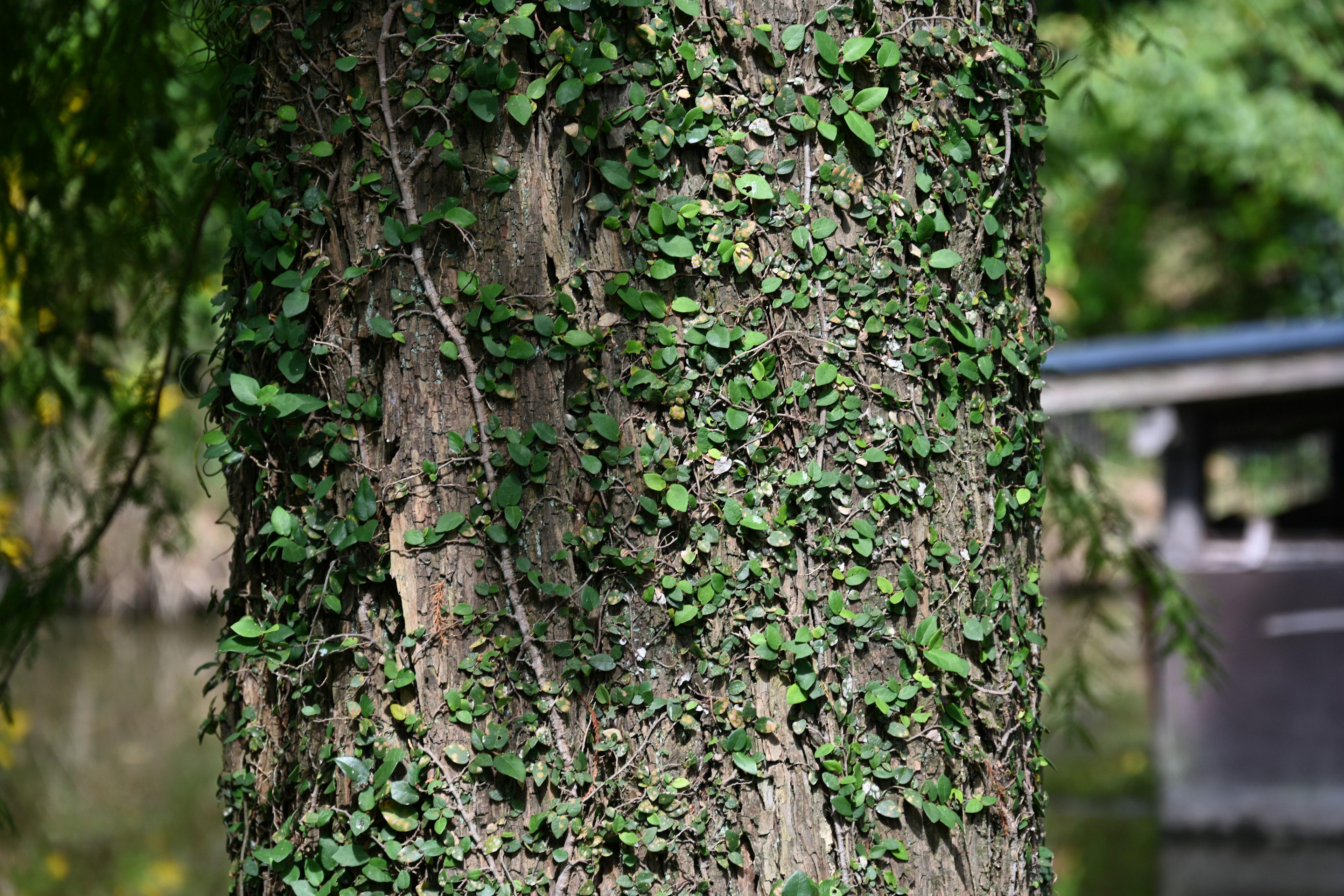 Close-up batang pohon ditutupi ivy hijau