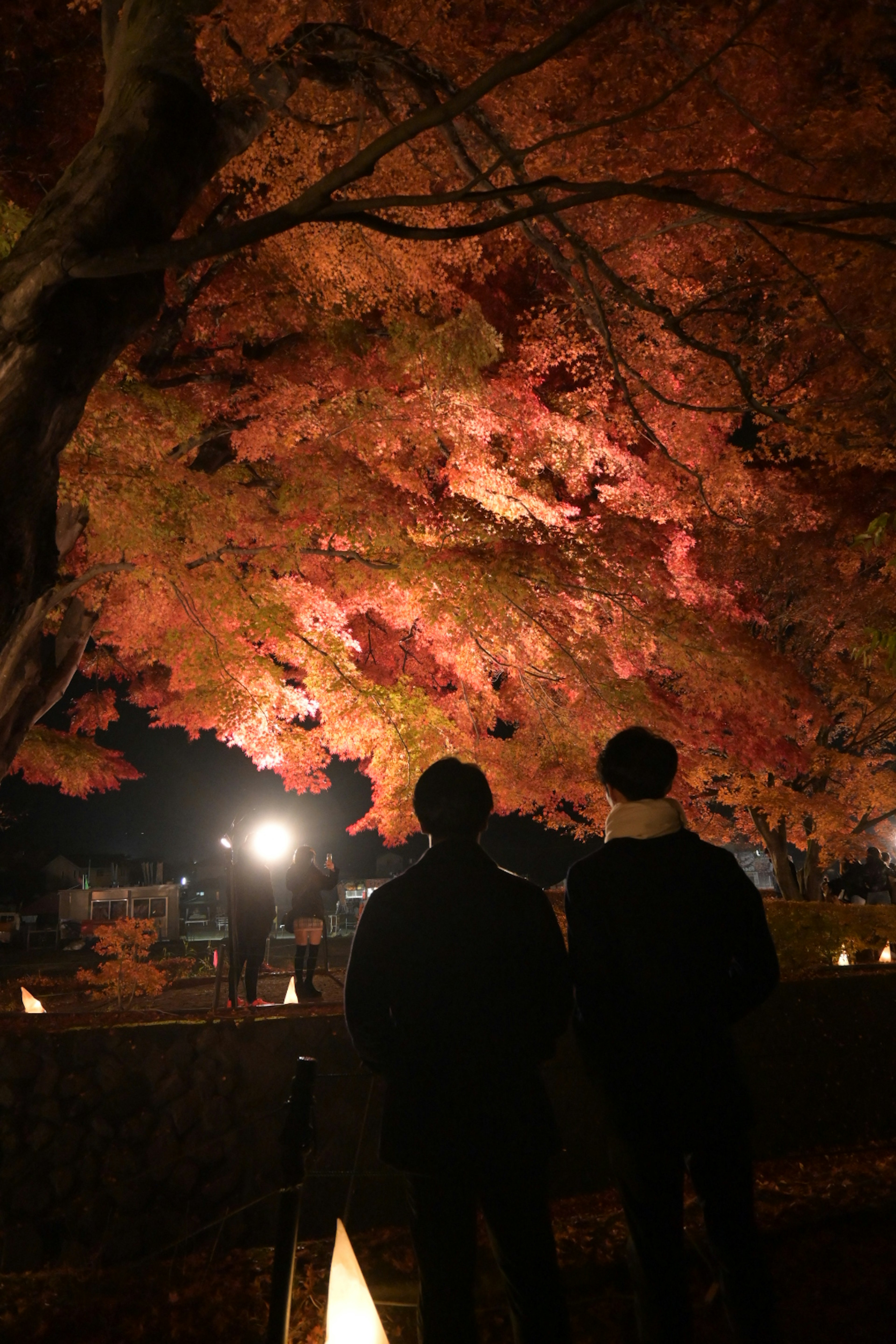 Silhouette di persone che godono del fogliame autunnale sotto alberi illuminati di notte