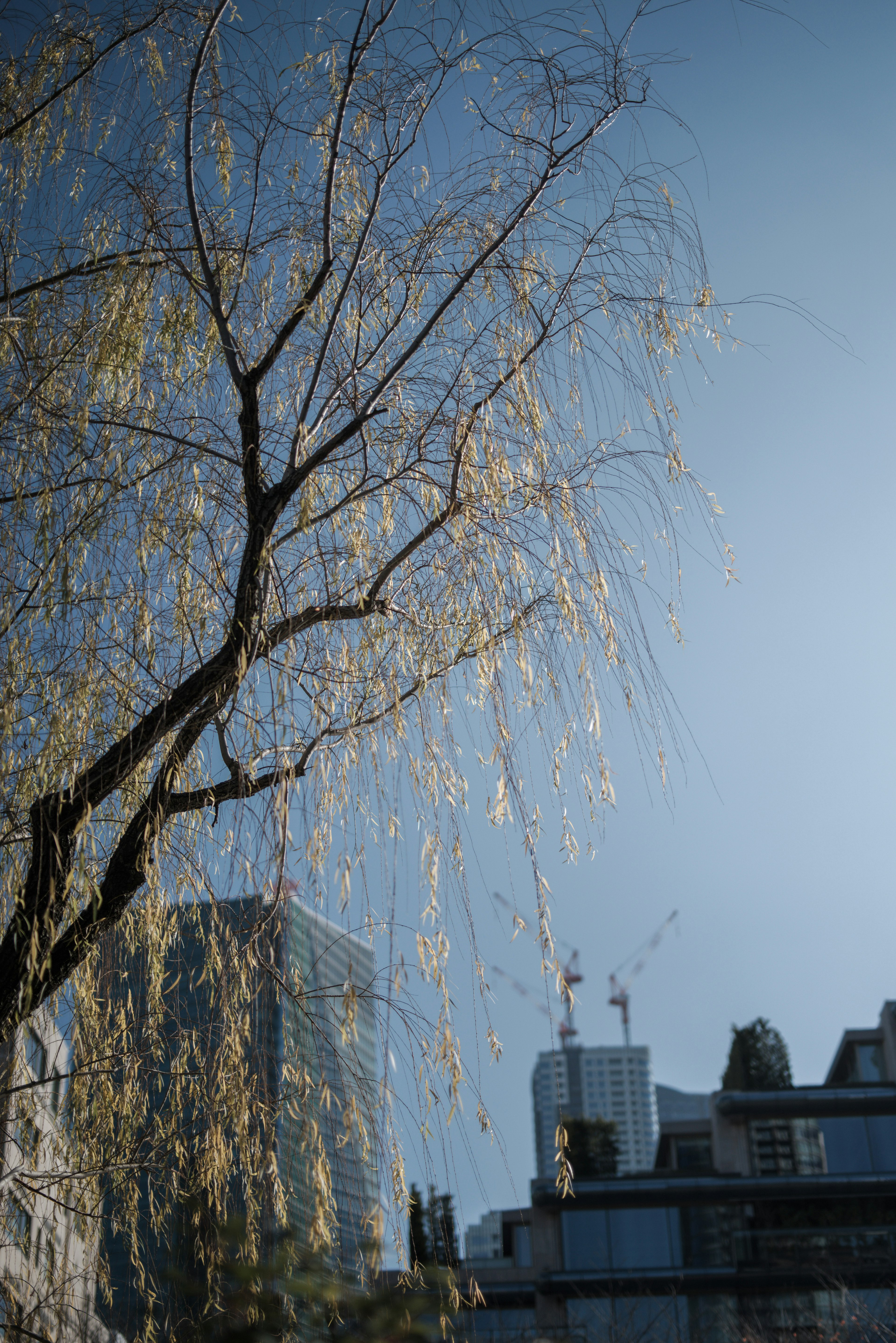 Partie supérieure d'un arbre avec des branches fines et des feuilles vertes sous un ciel bleu