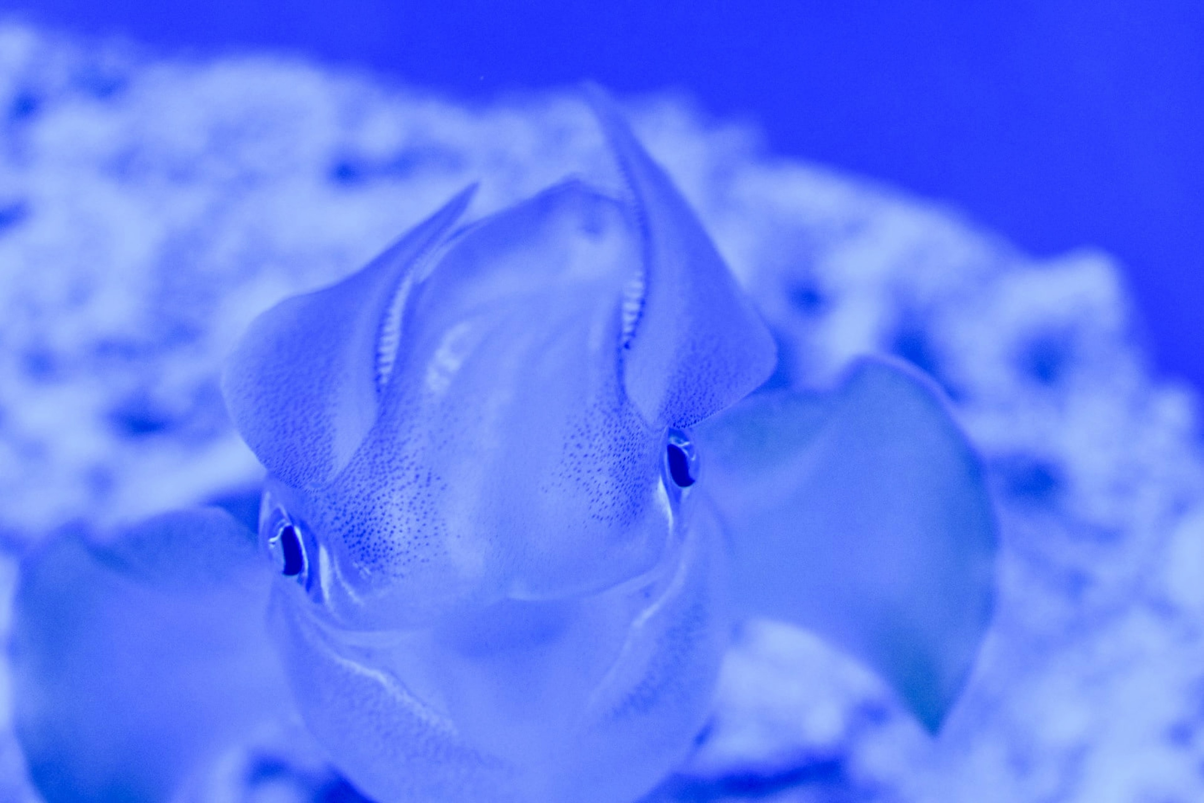 Cuttlefish face staring at the camera against a blue background