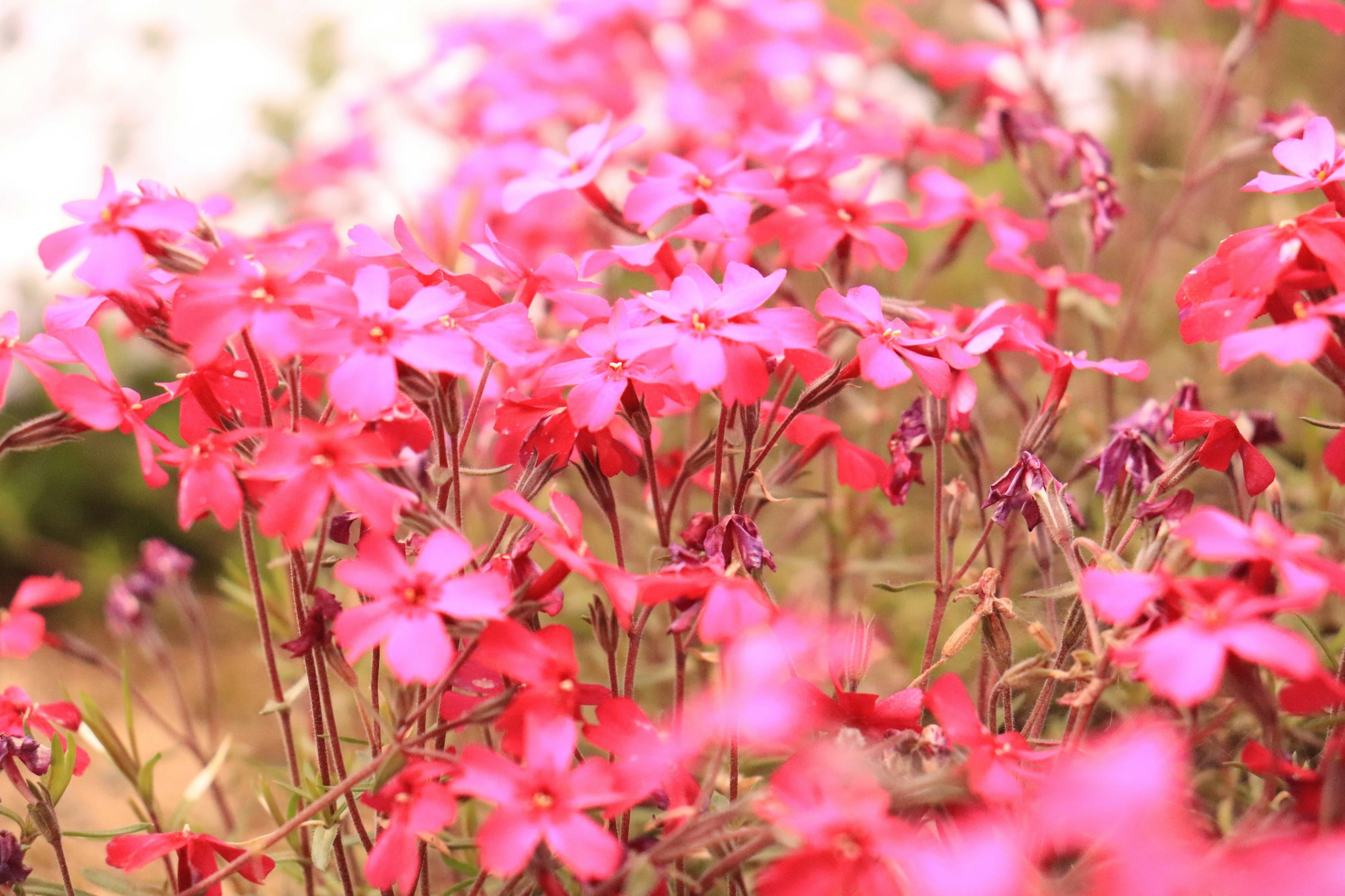 A vibrant display of pink flowers in bloom