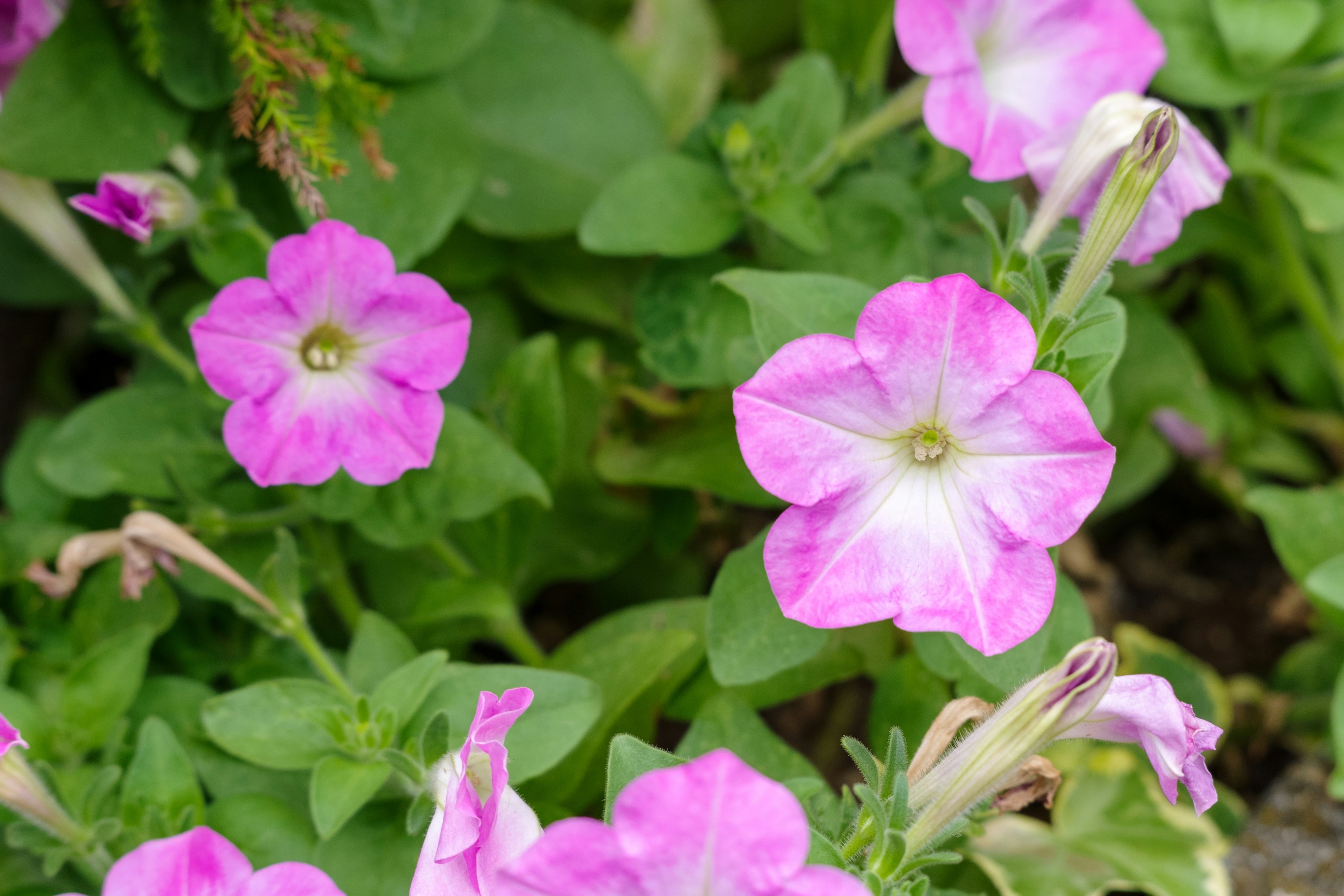 Pink petunia flowers blooming among green leaves