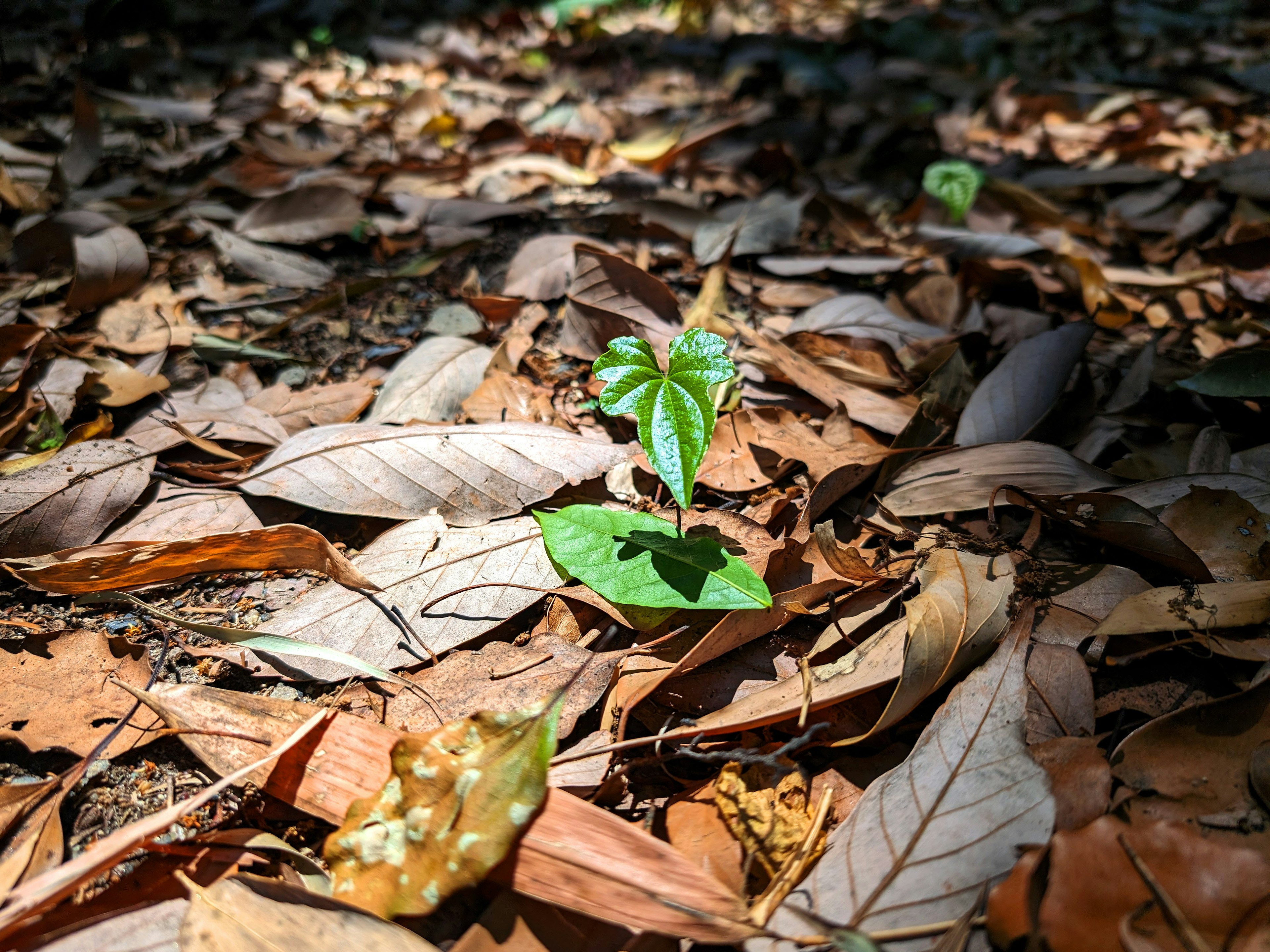 Una pequeña planta verde creciendo entre hojas caídas en el suelo