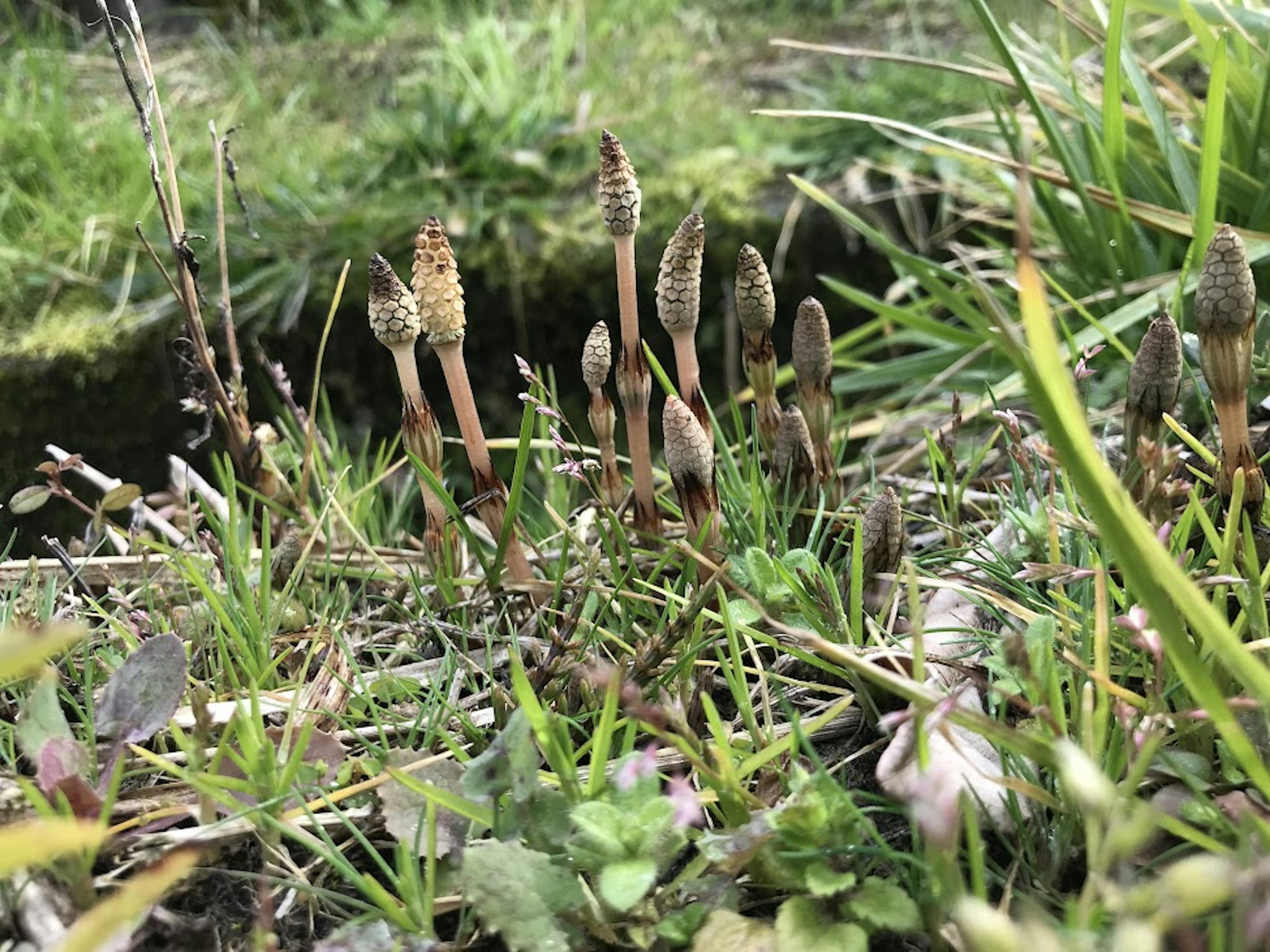 Group of horsetail plants growing in a moist grassy area