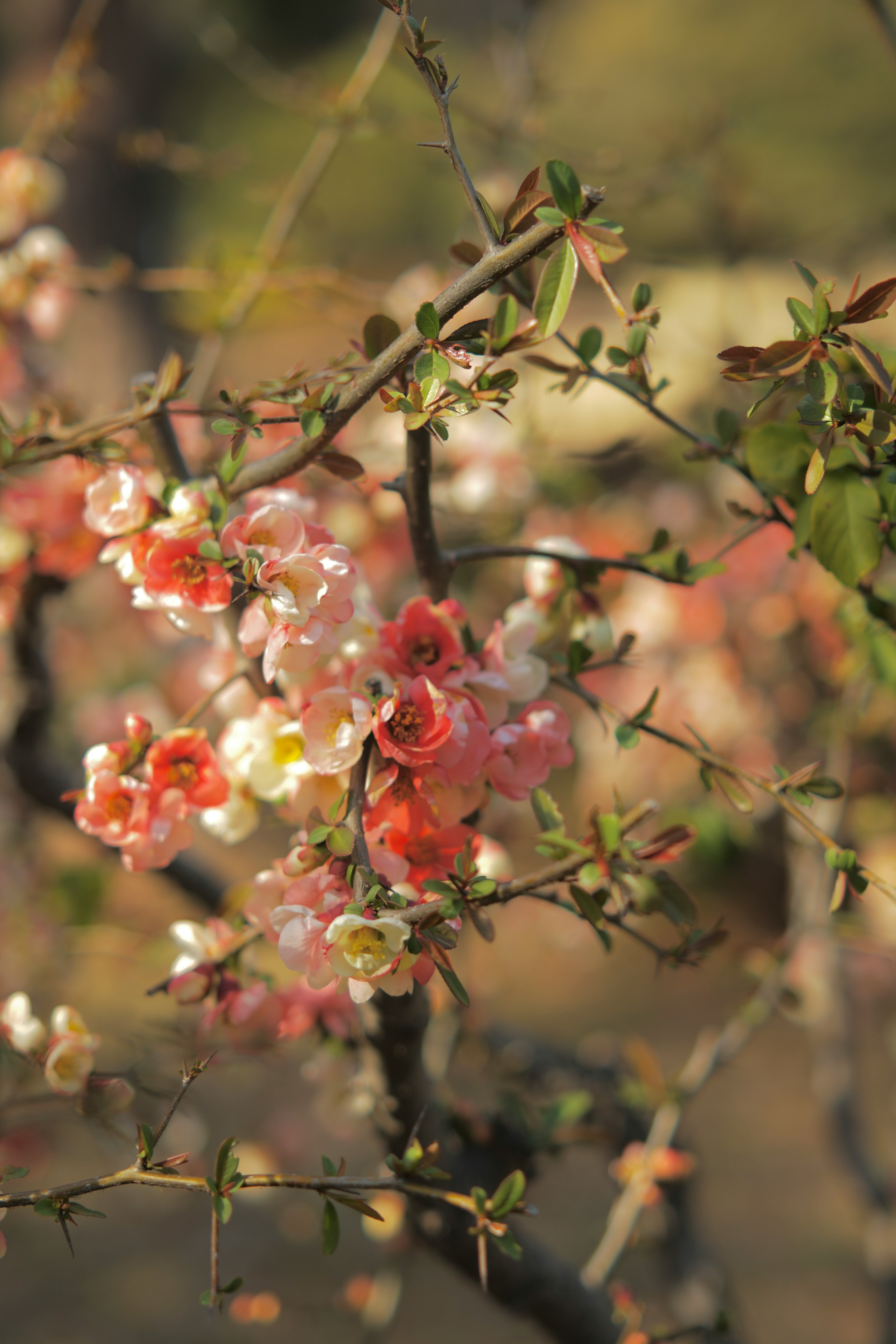 Gros plan sur des branches fleuries avec des fleurs colorées