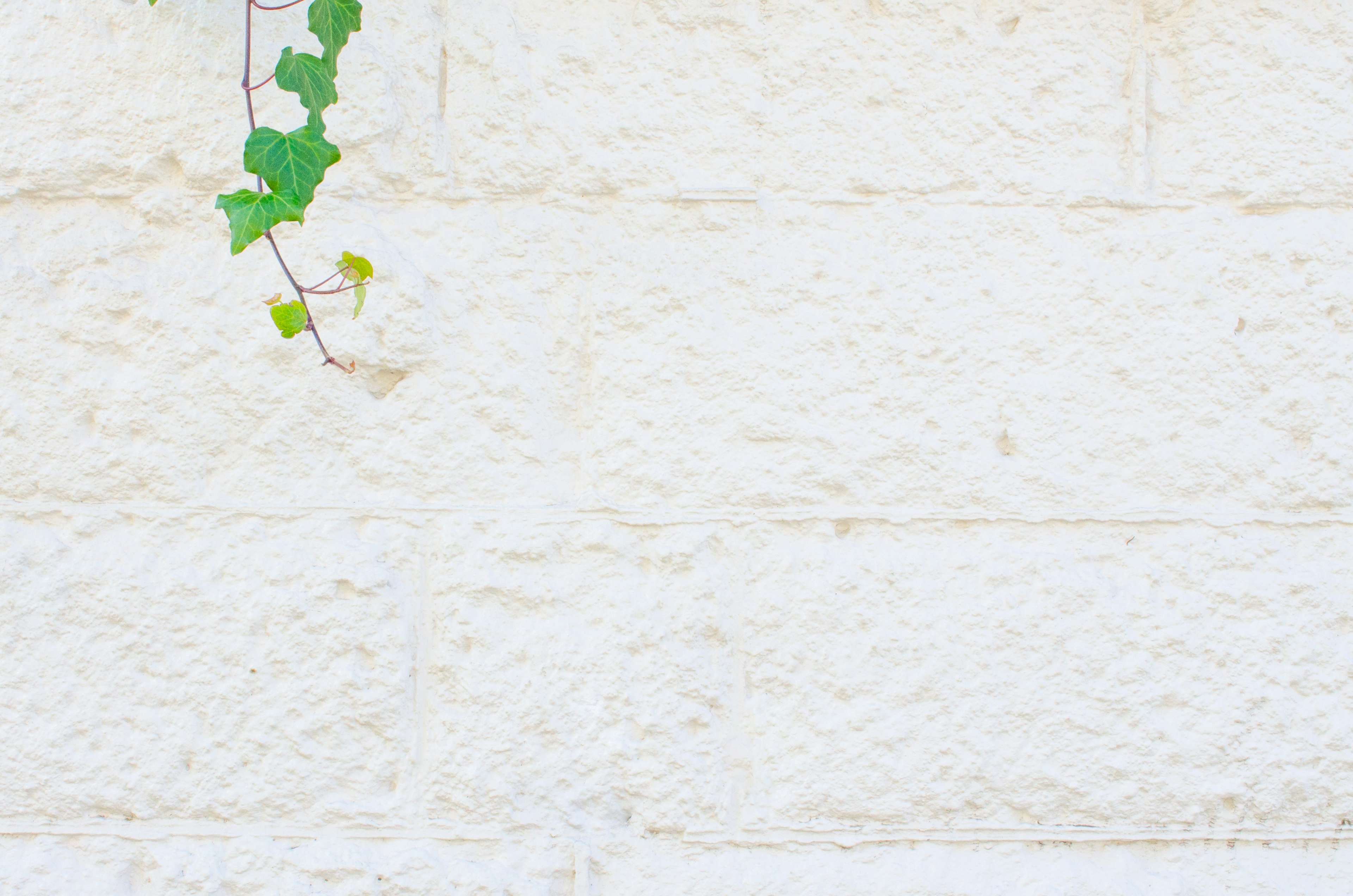 Green ivy climbing on a white block wall