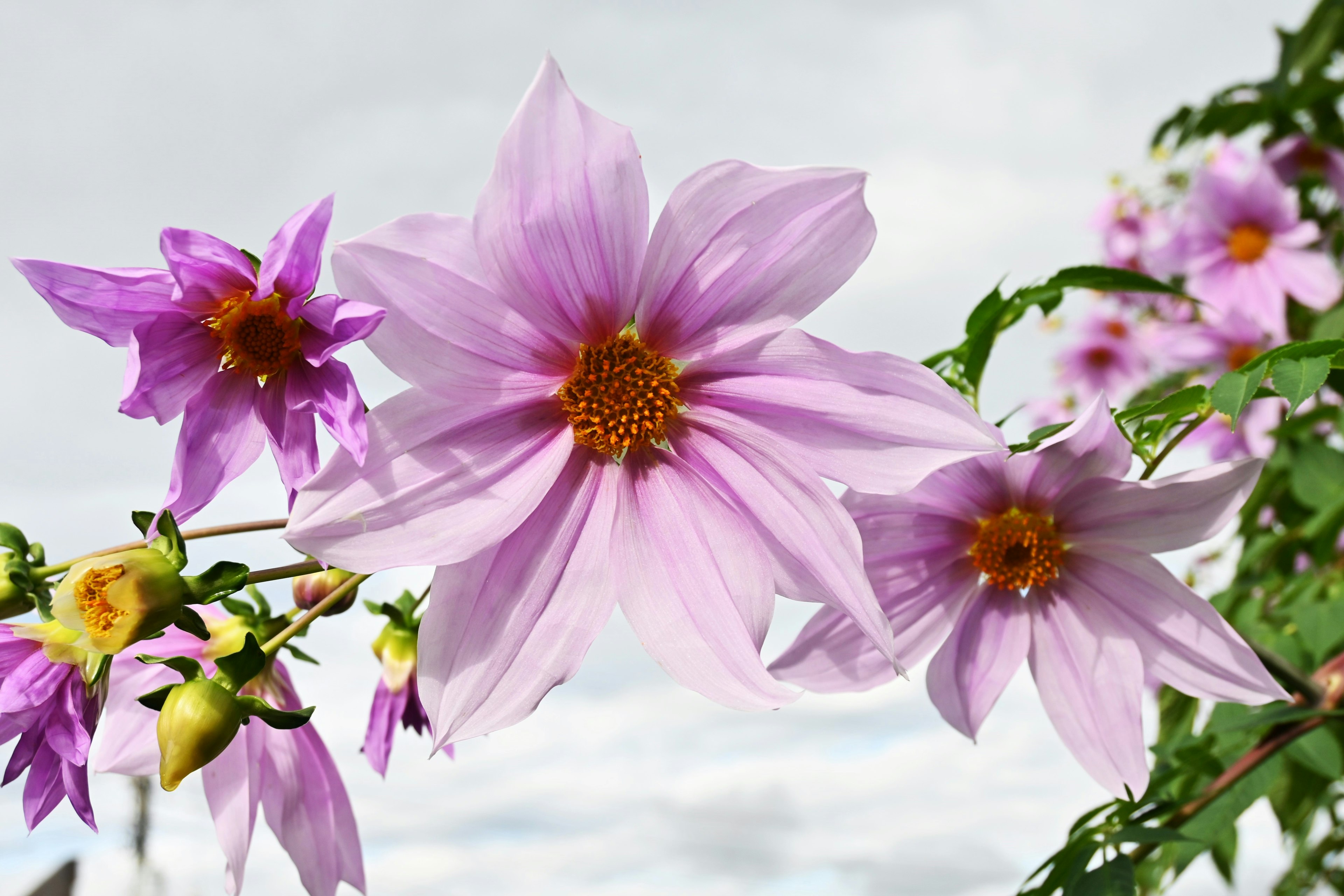 A scene featuring pale purple flowers blooming with a cloudy sky in the background