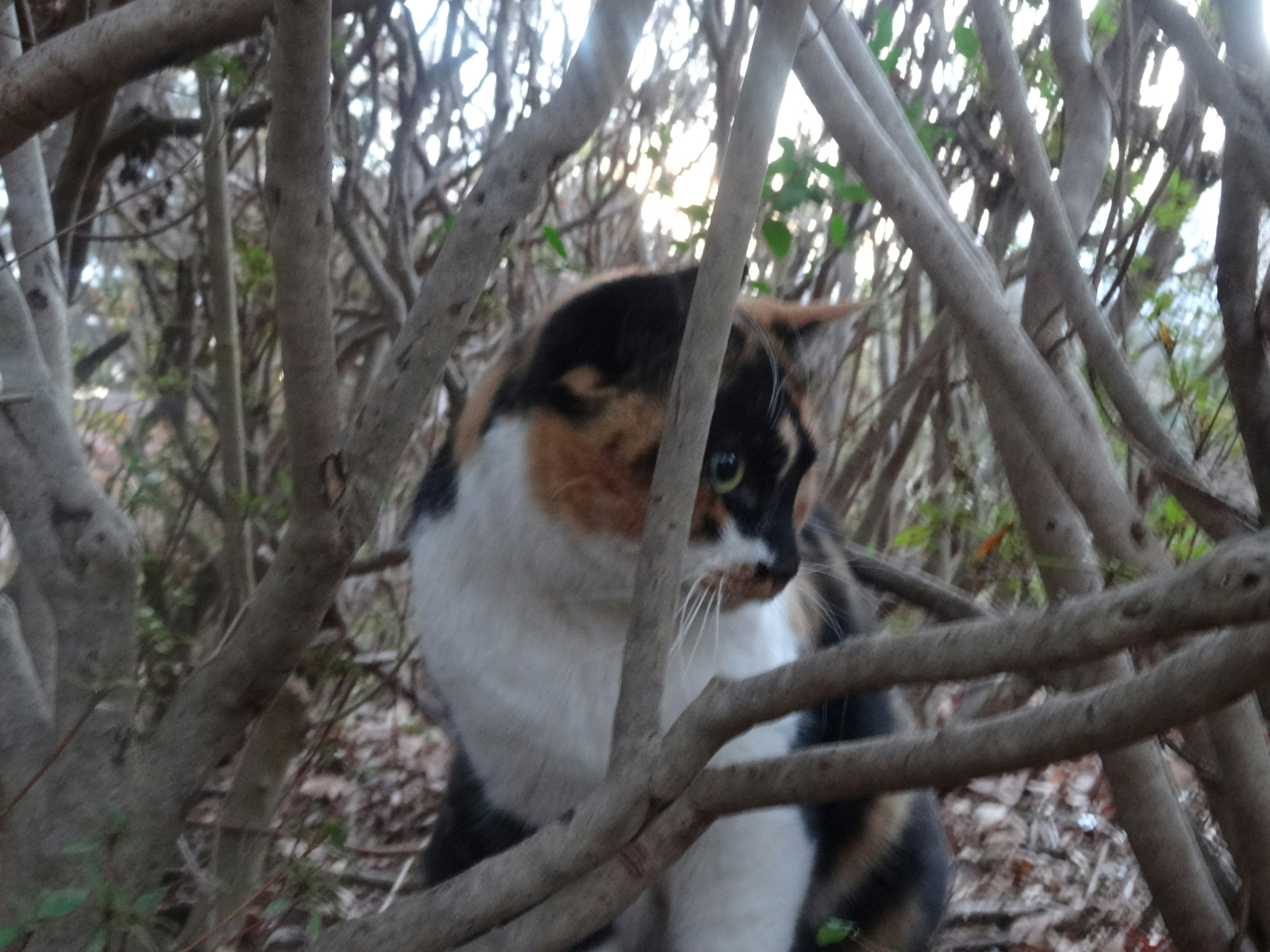 A calico cat hiding among branches