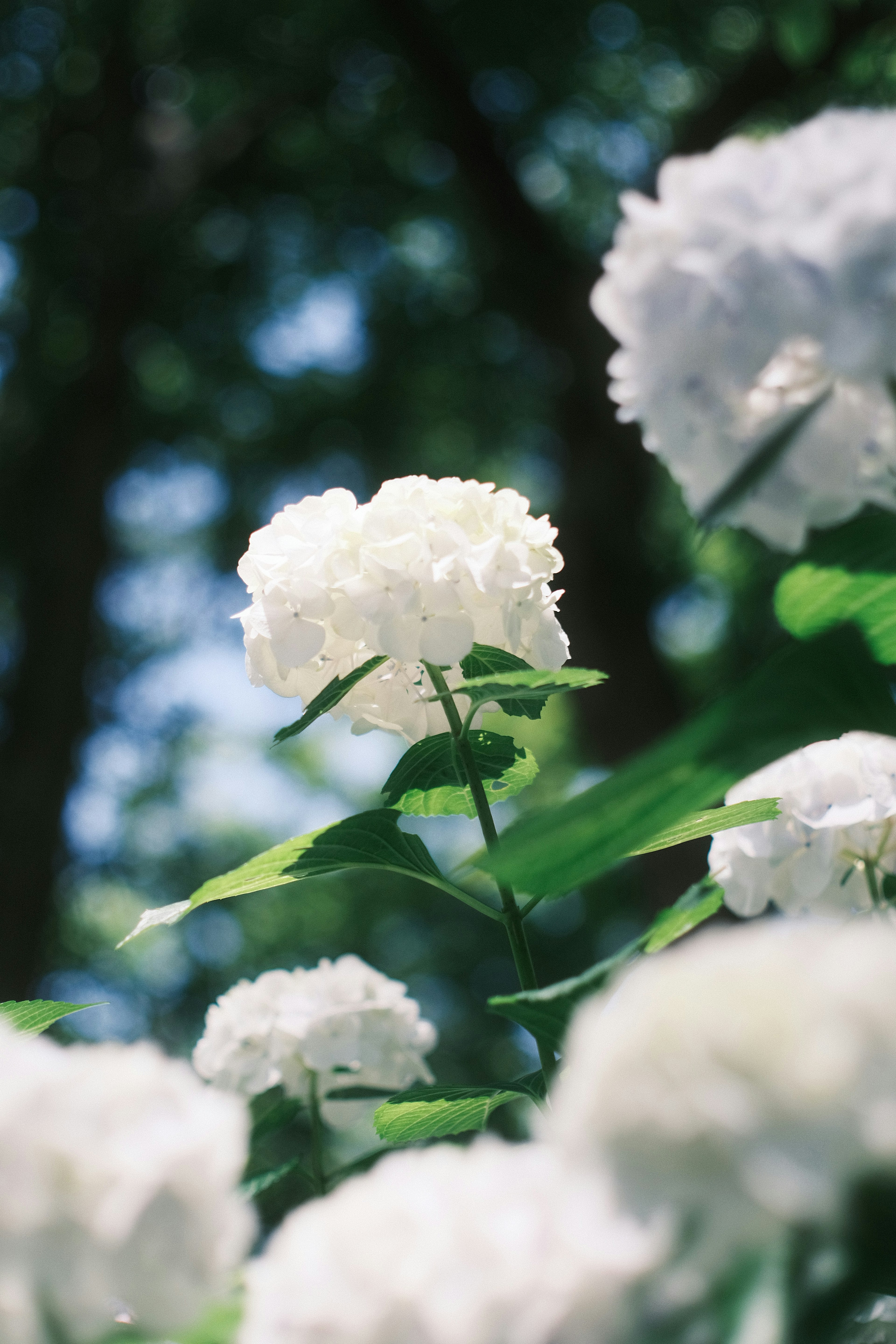 Fiori di ortensia bianchi che fioriscono sotto un cielo blu